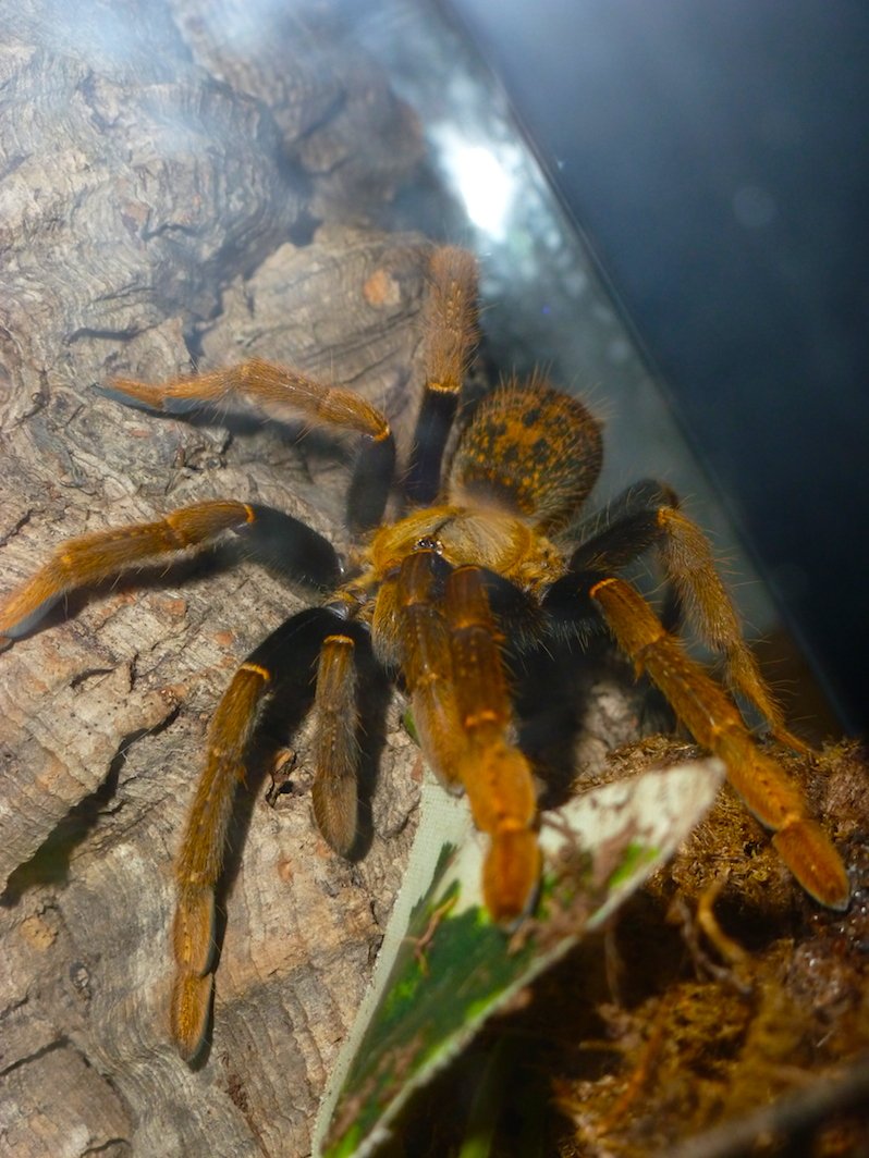 Tansania-Schwarze Baumvogelspinne (Encyocratella olivacea), typisches Aussehen der Art