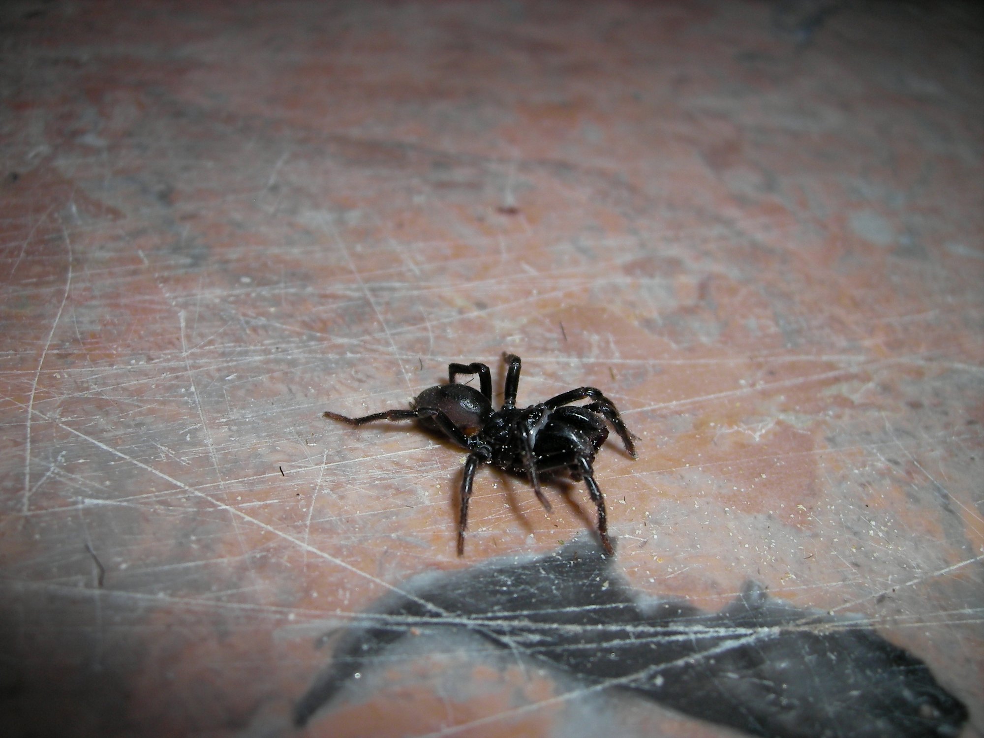 Tapezierspinne (Atypus affinis), typisches Aussehen der Art