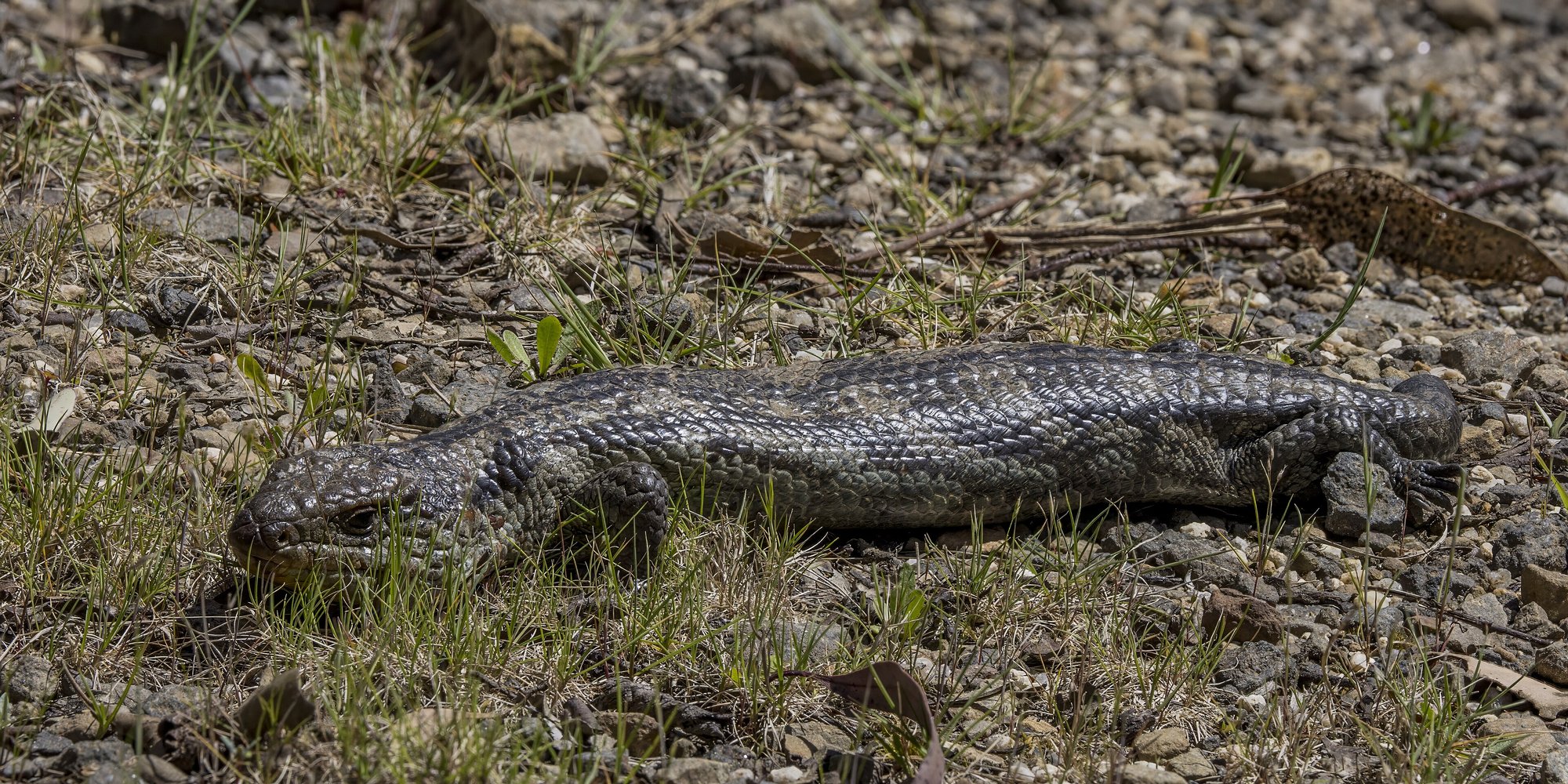 Tasmanischer Blauzungenskink (Tiliqua nigrolutea), typisches Aussehen der Art