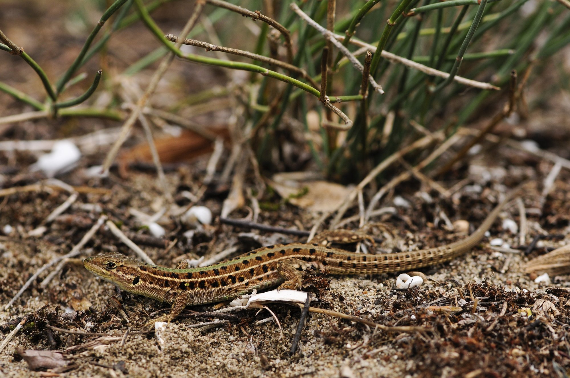 Taurische Eidechse (Podarcis tauricus), typisches Aussehen der Art