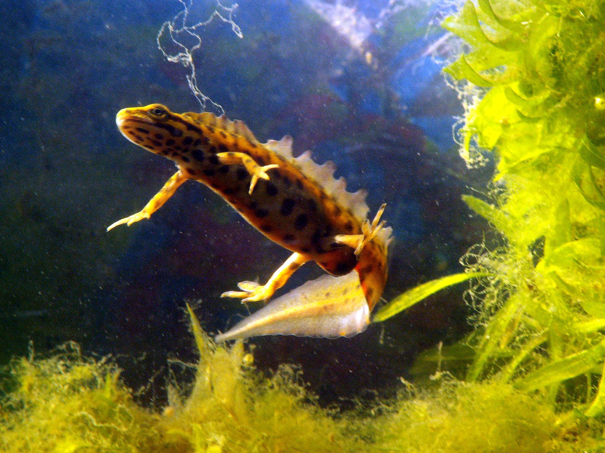 Teichmolch (Lissotriton vulgaris), typisches Aussehen der Art