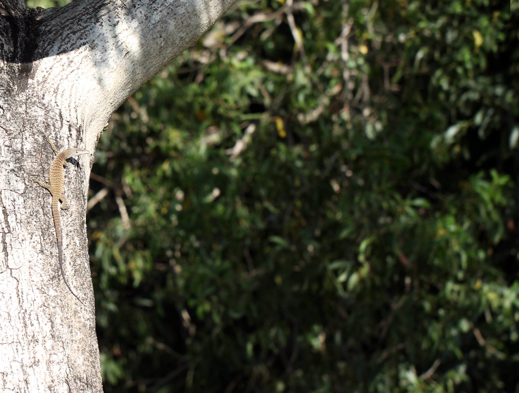 Teppich-Waran (Varanus scalaris), typisches Aussehen der Art