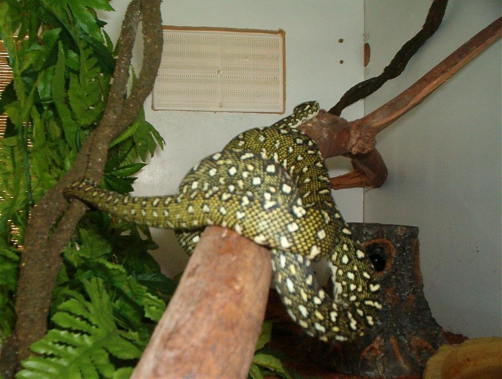 Teppichpython – Diamant (Morelia spilota spilota), typisches Aussehen der Art