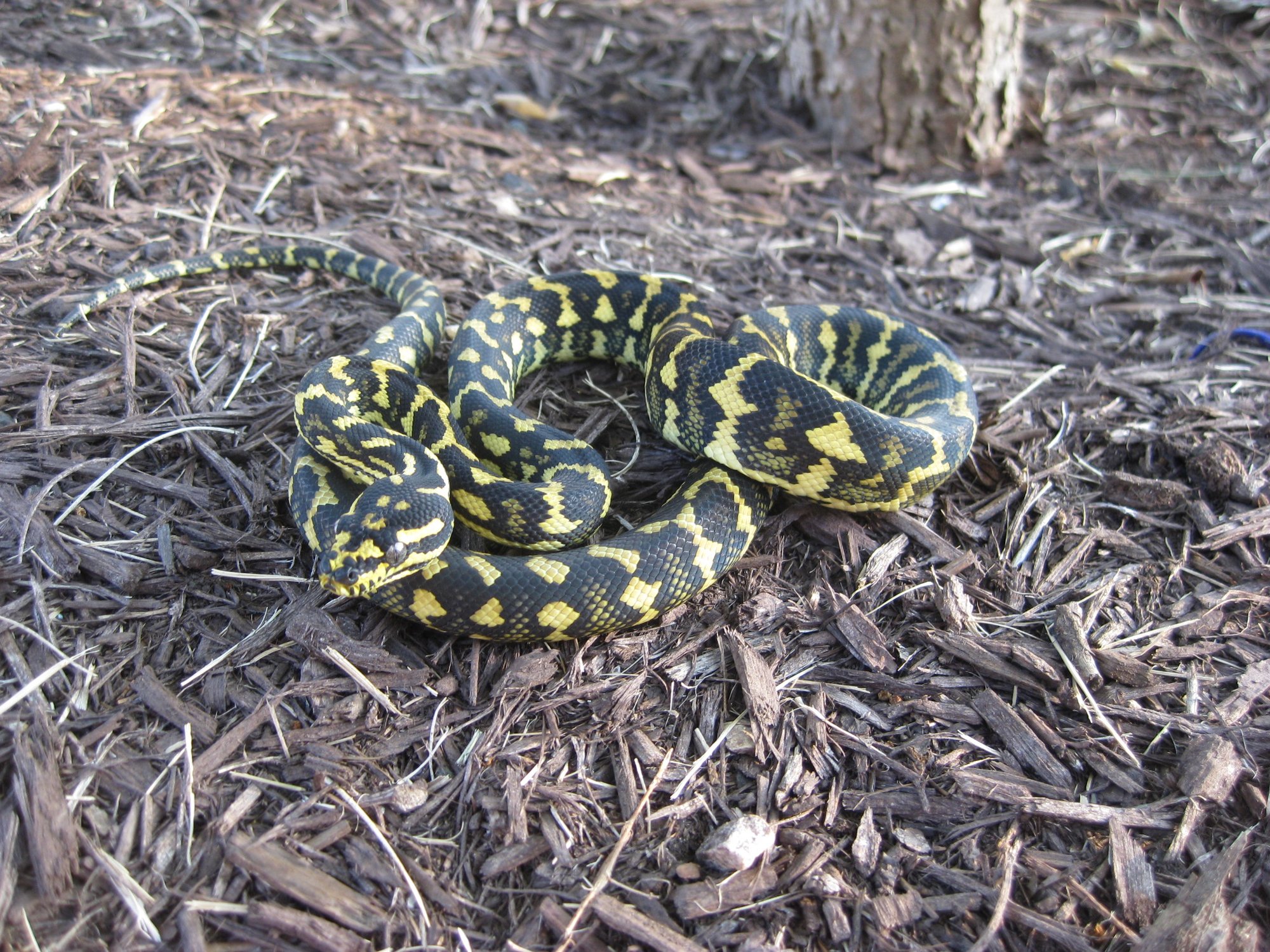 Teppichpython – Jungle (Morelia spilota cheynei), typisches Aussehen der Art