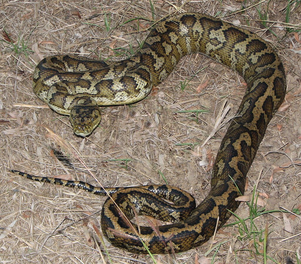 Teppichpython – Küste (Morelia spilota mcdowelli), typisches Aussehen der Art