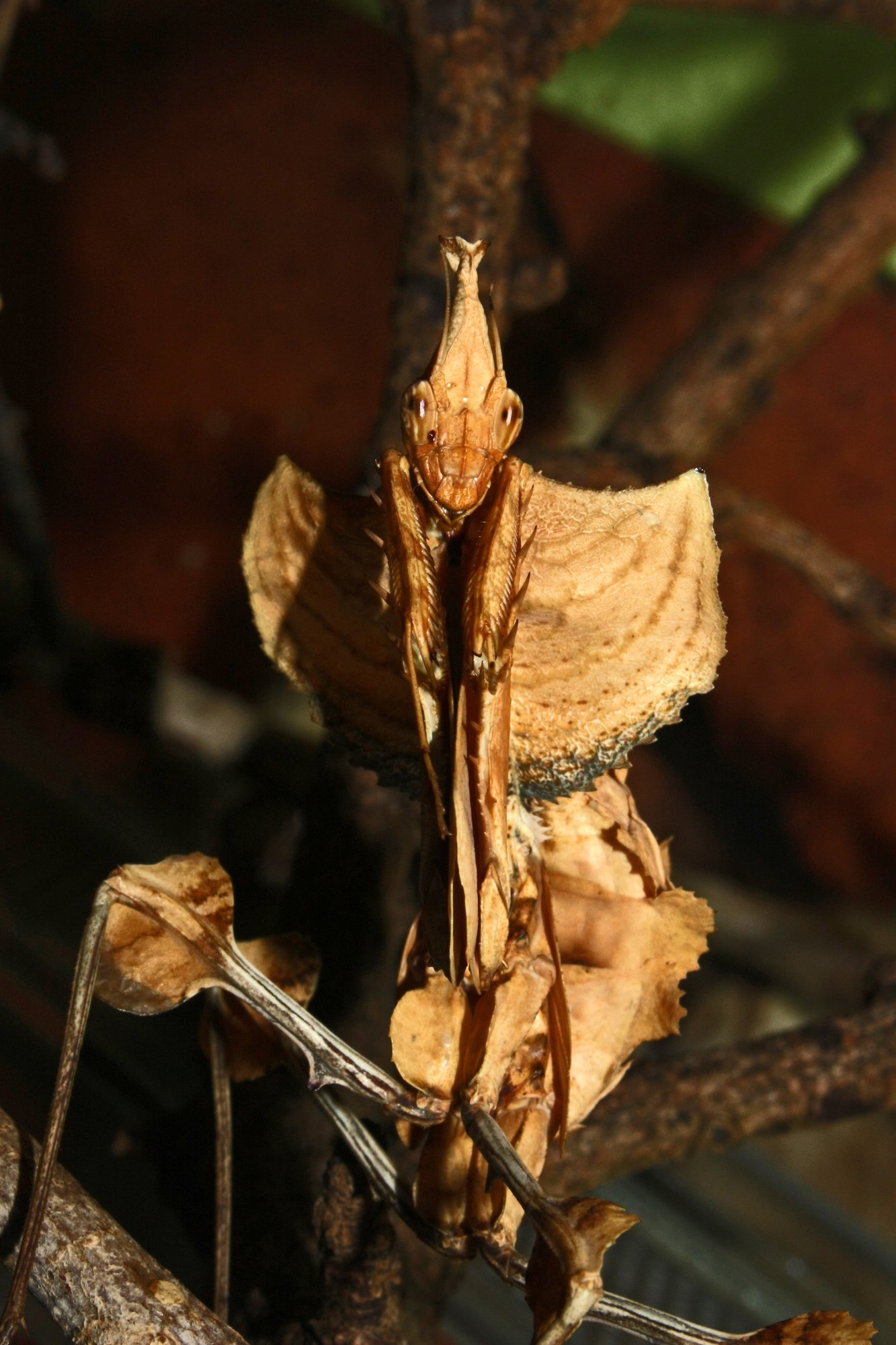 Teufelsblumenmantis (Idolomantis diabolica), typisches Aussehen der Art