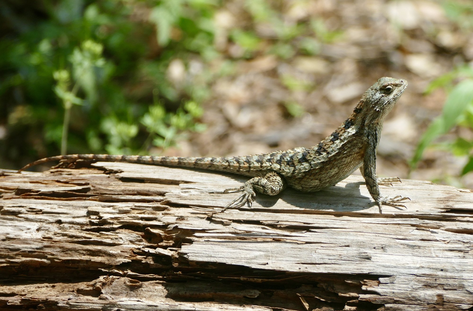 Texas-Stachelleguan (Sceloporus olivaceus), typisches Aussehen der Art