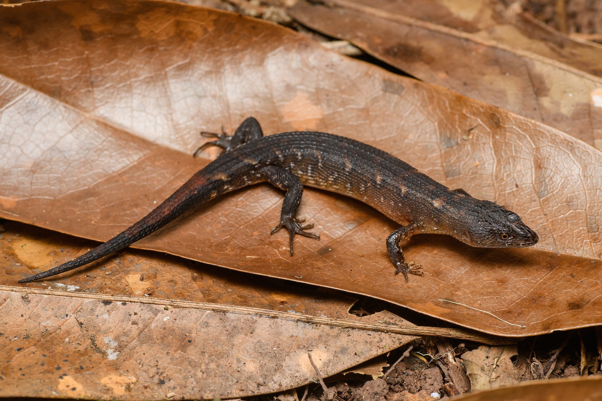 Thai-Wasserskink (Tropidophorus thai), typisches Aussehen der Art