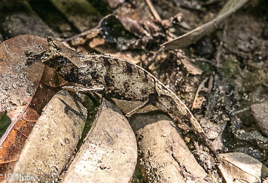Therezien Erdchamäleon (Brookesia therezieni), typisches Aussehen der Art