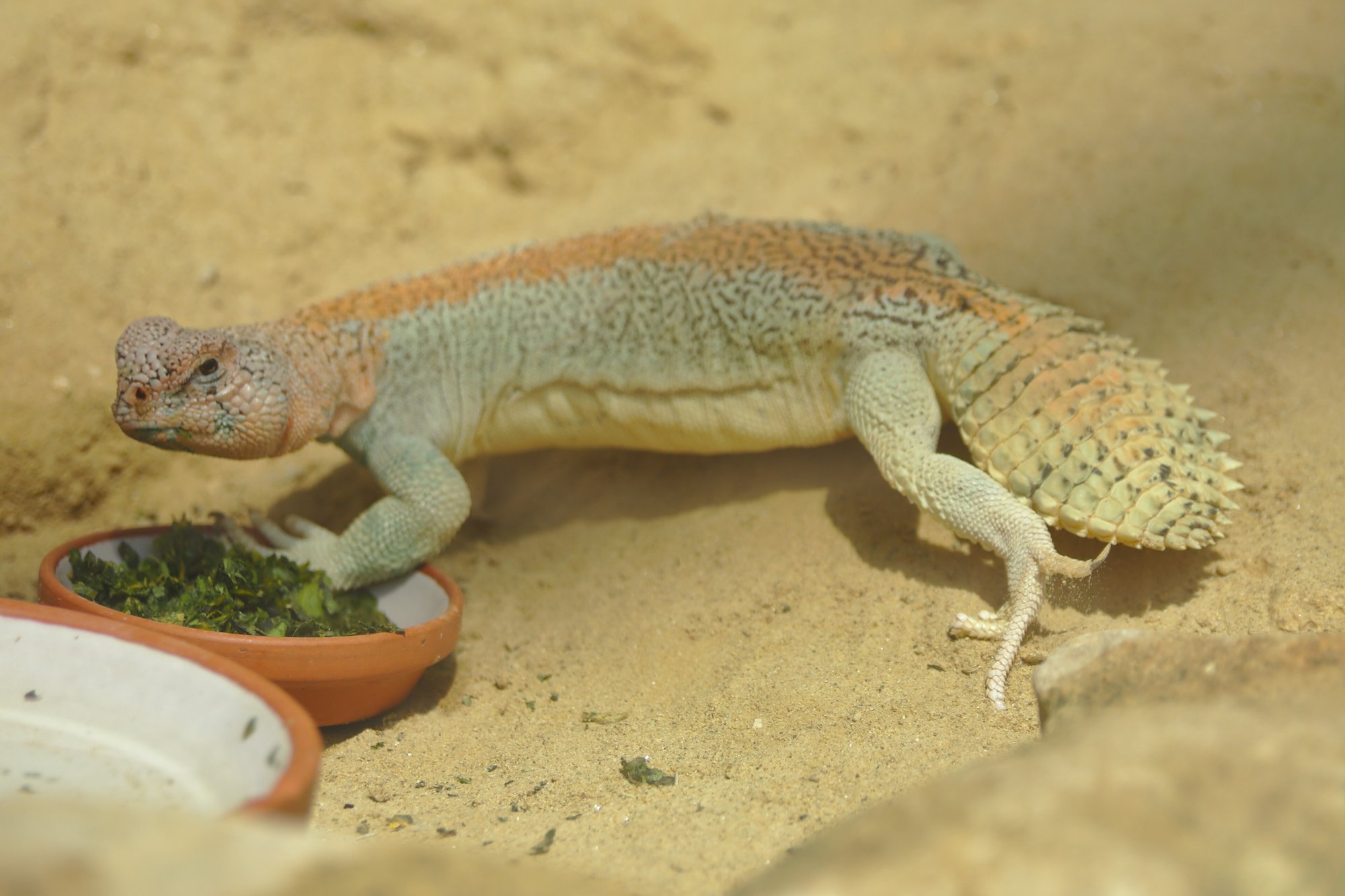 Thomas Uromastyx (Uromastyx thomasi), typisches Aussehen der Art