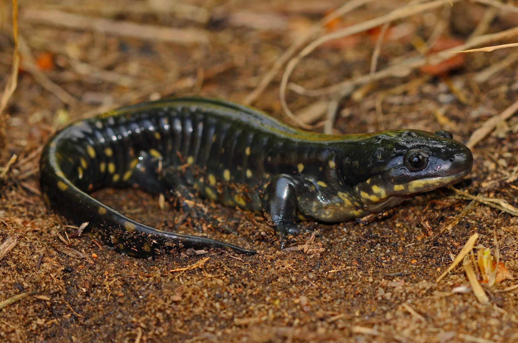 Tigersalamander (Ambystoma tigrinum), typisches Aussehen der Art