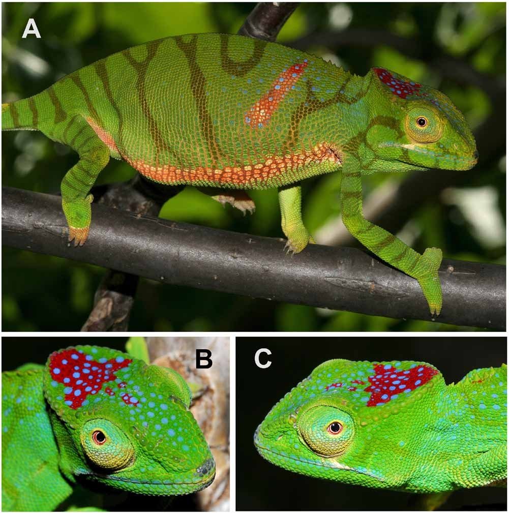 Timons Chamäleon (Furcifer timoni), typisches Aussehen der Art