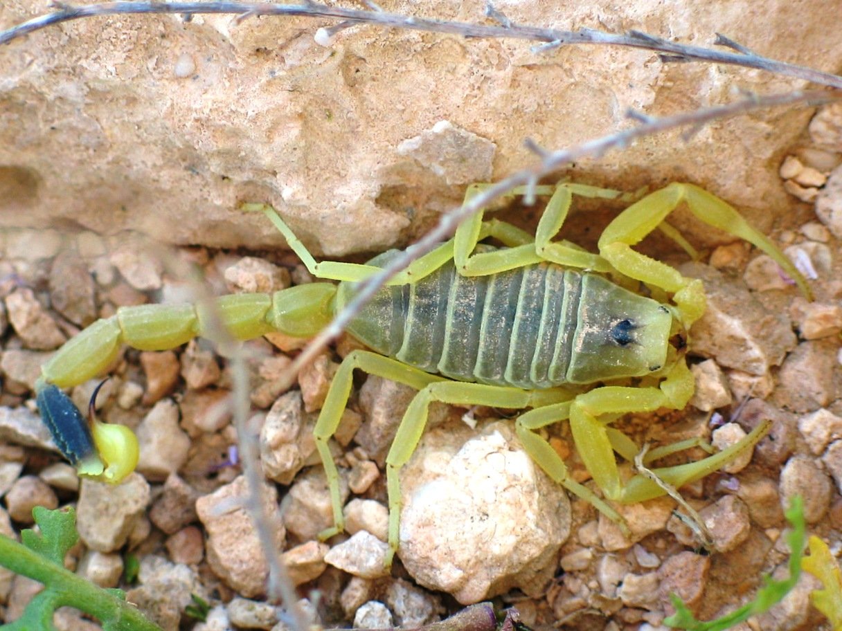 Todespirscher (Leiurus quinquestriatus), typisches Aussehen der Art