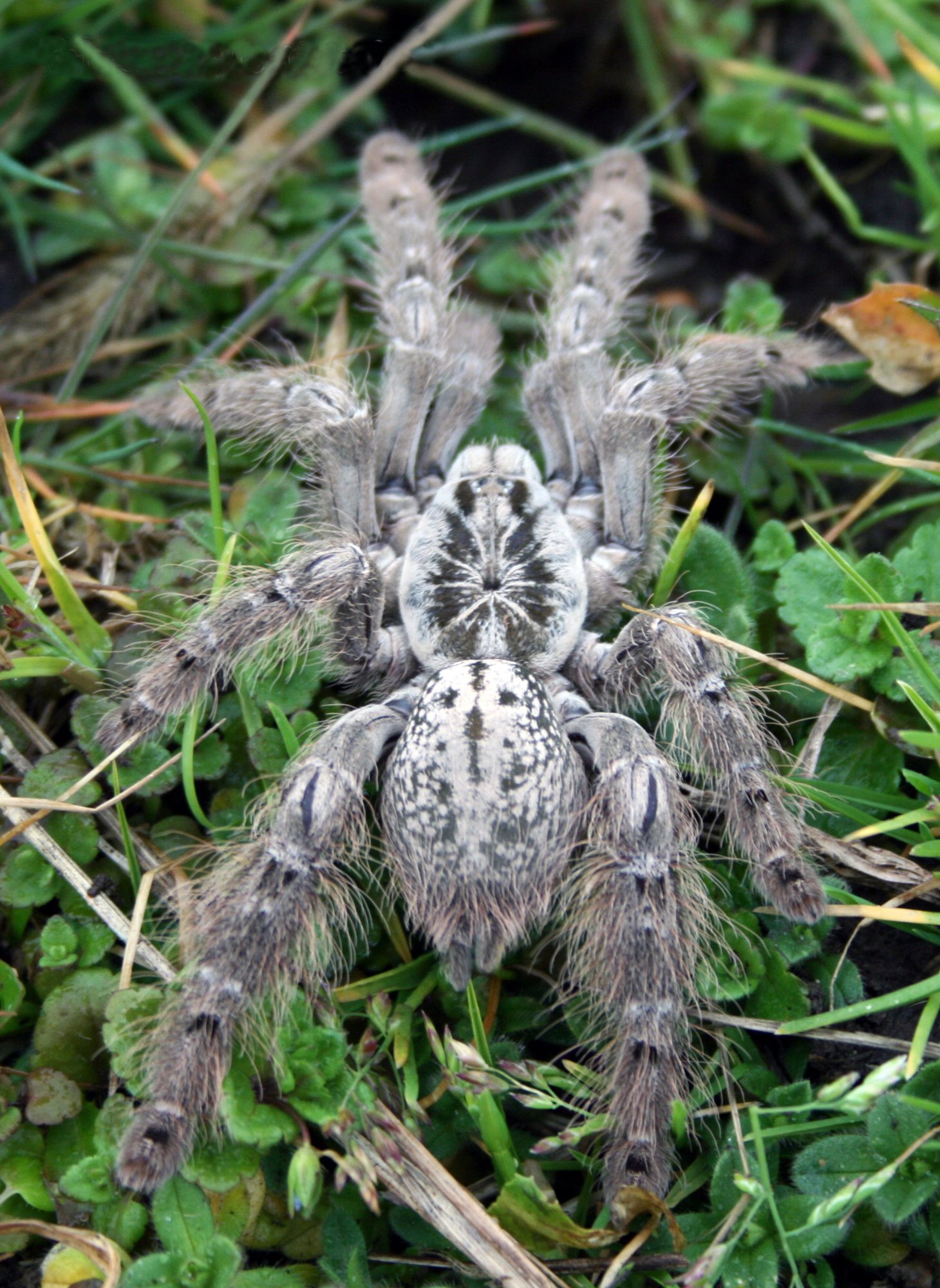 Togo-Sternburst-Vogelspinne (Heteroscodra maculata), typisches Aussehen der Art