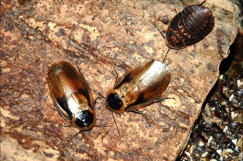 Totenkopfschabe (Blaberus discoidalis), typisches Aussehen der Art