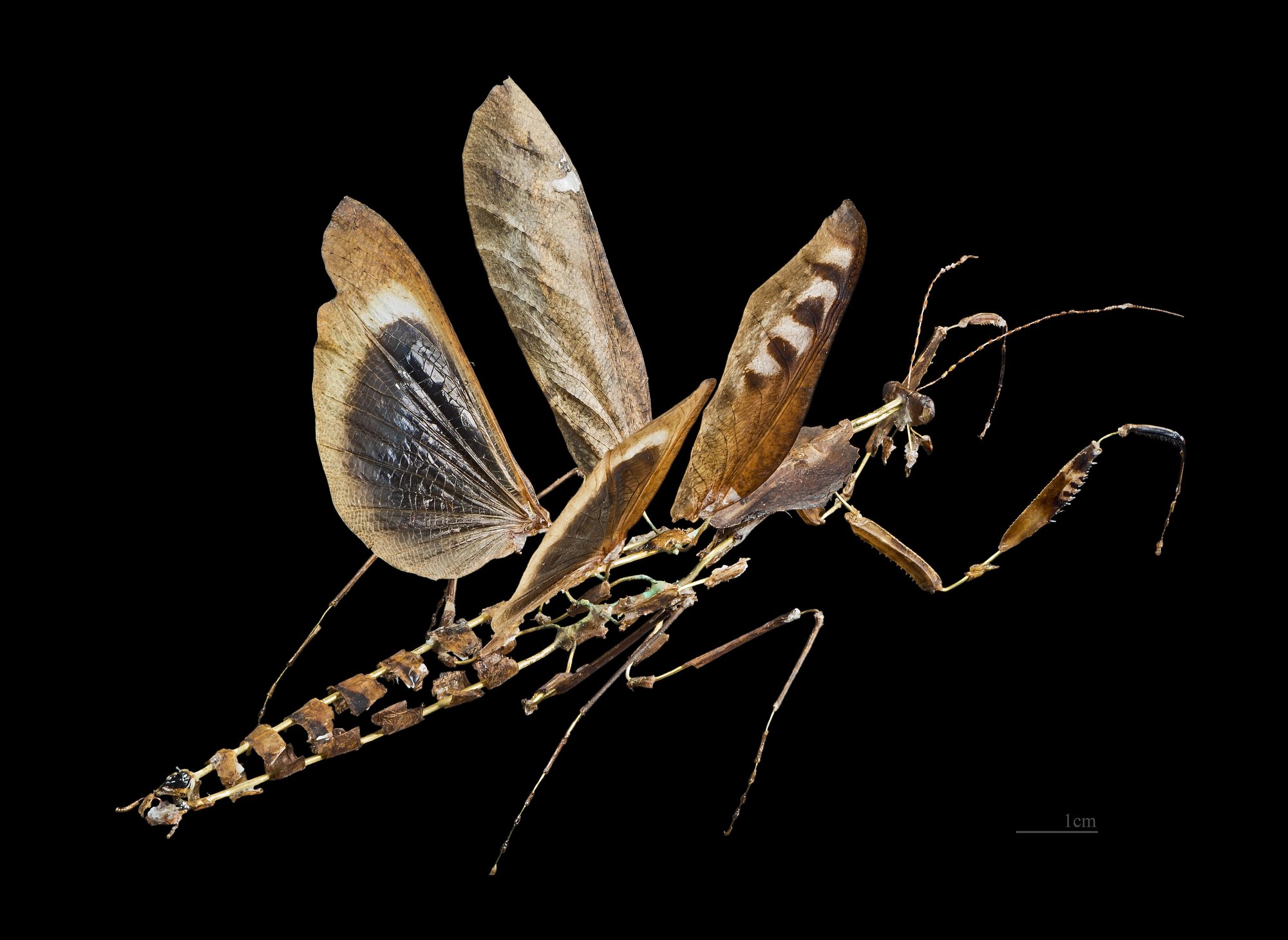 Totes-Blatt-Mantis (Deroplatys desiccata), typisches Aussehen der Art