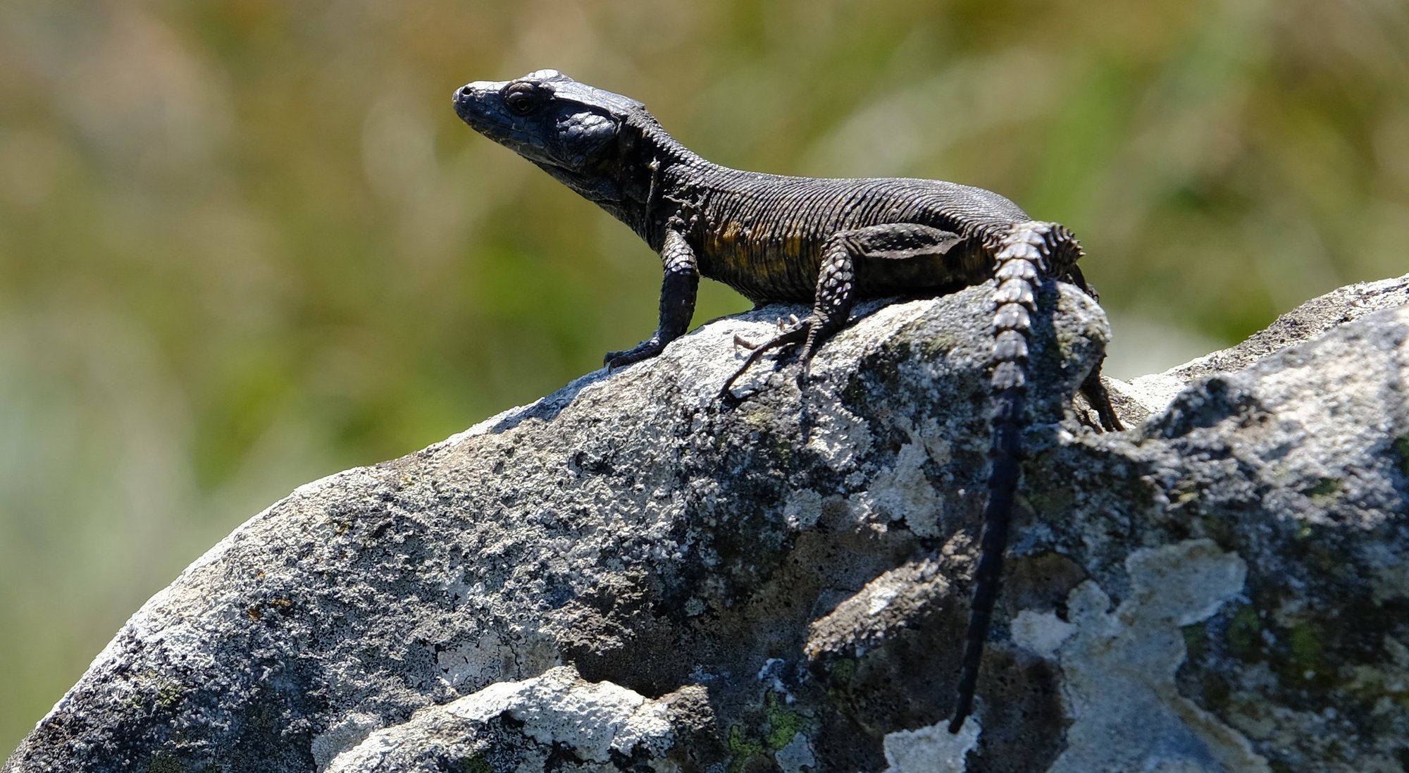 Transvaal-Felsgürtelechse (Pseudocordylus transvaalensis), typisches Aussehen der Art
