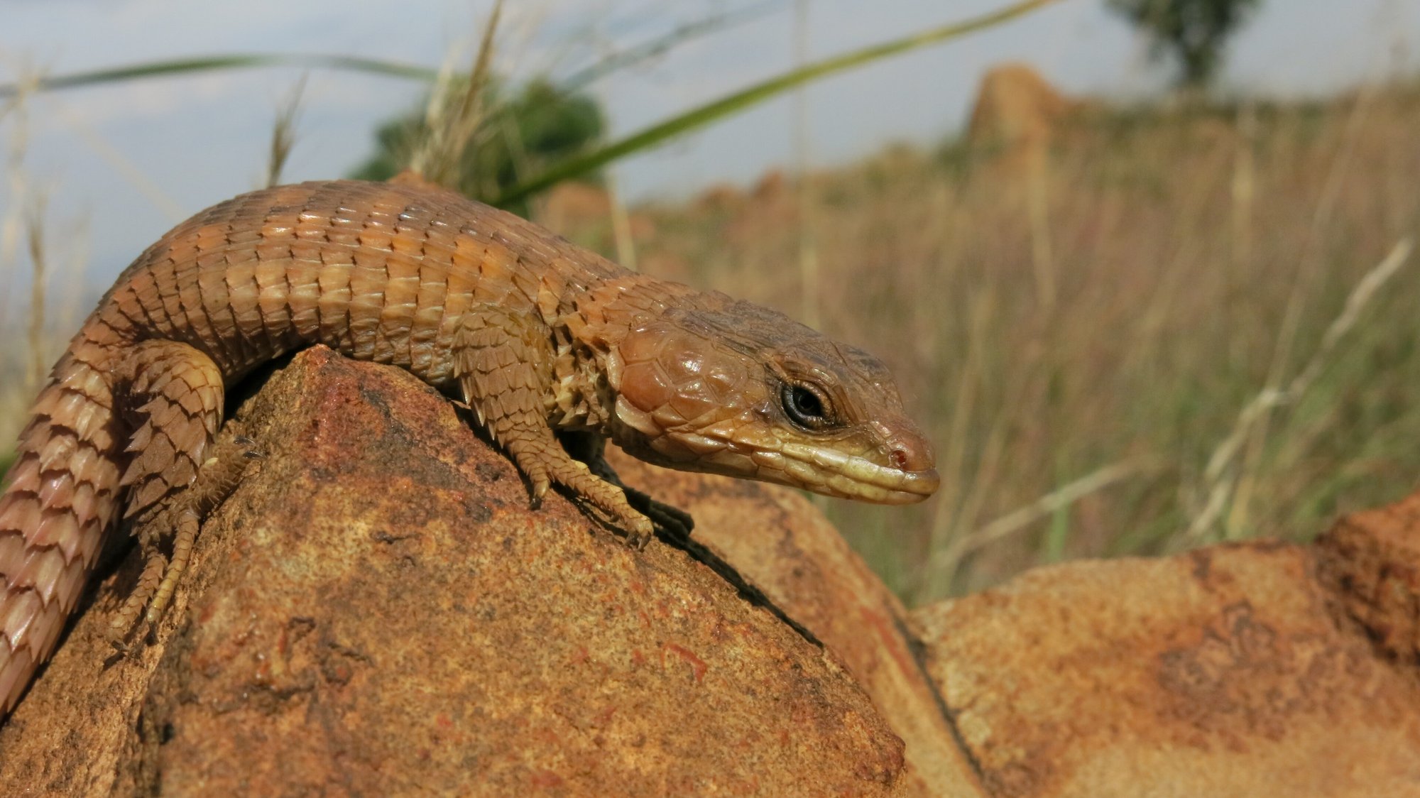 Transvaal-Gürtelechse (Cordylus vittifer), typisches Aussehen der Art