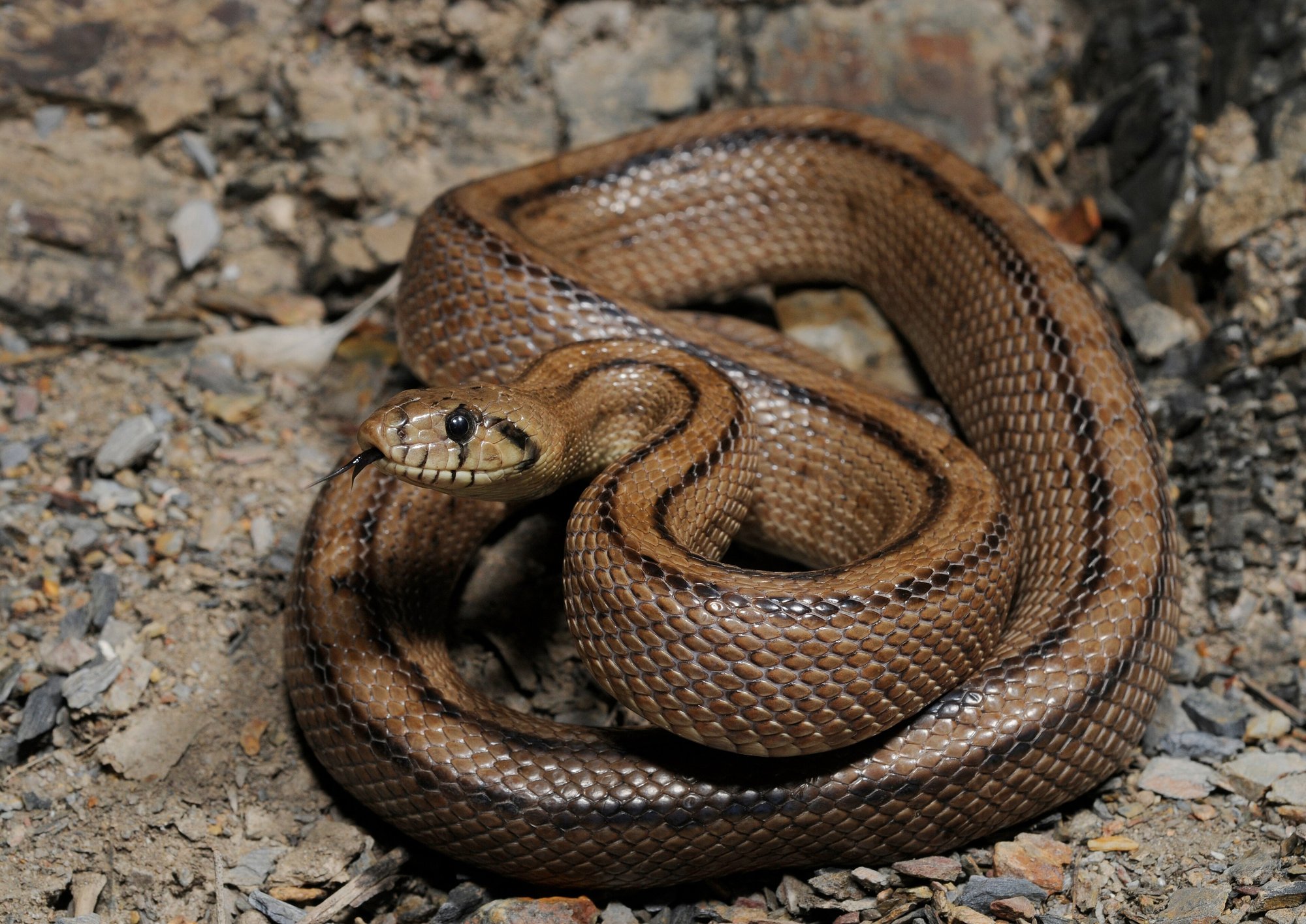 Treppennatter (Rhinechis scalaris), typisches Aussehen der Art