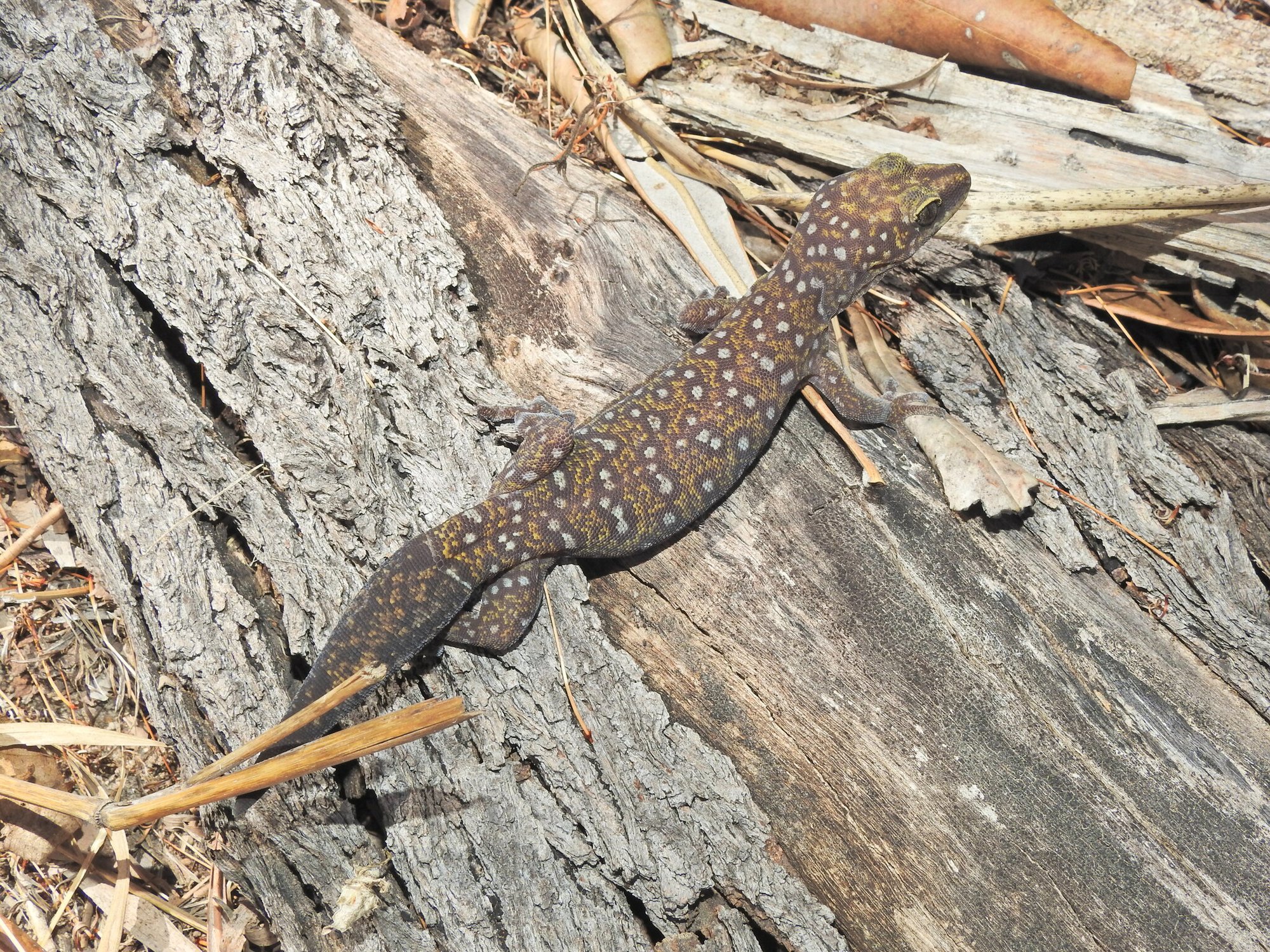 Tryons Samtgecko (Oedura tryoni), typisches Aussehen der Art
