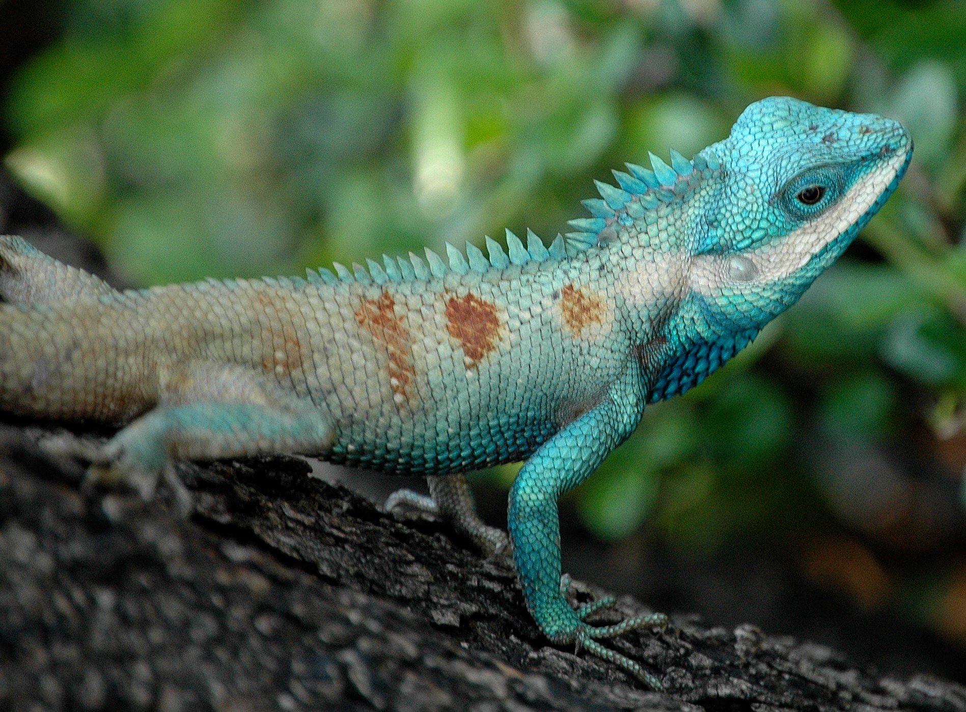 Türkis-Schönechse (Calotes mystaceus), typisches Aussehen der Art