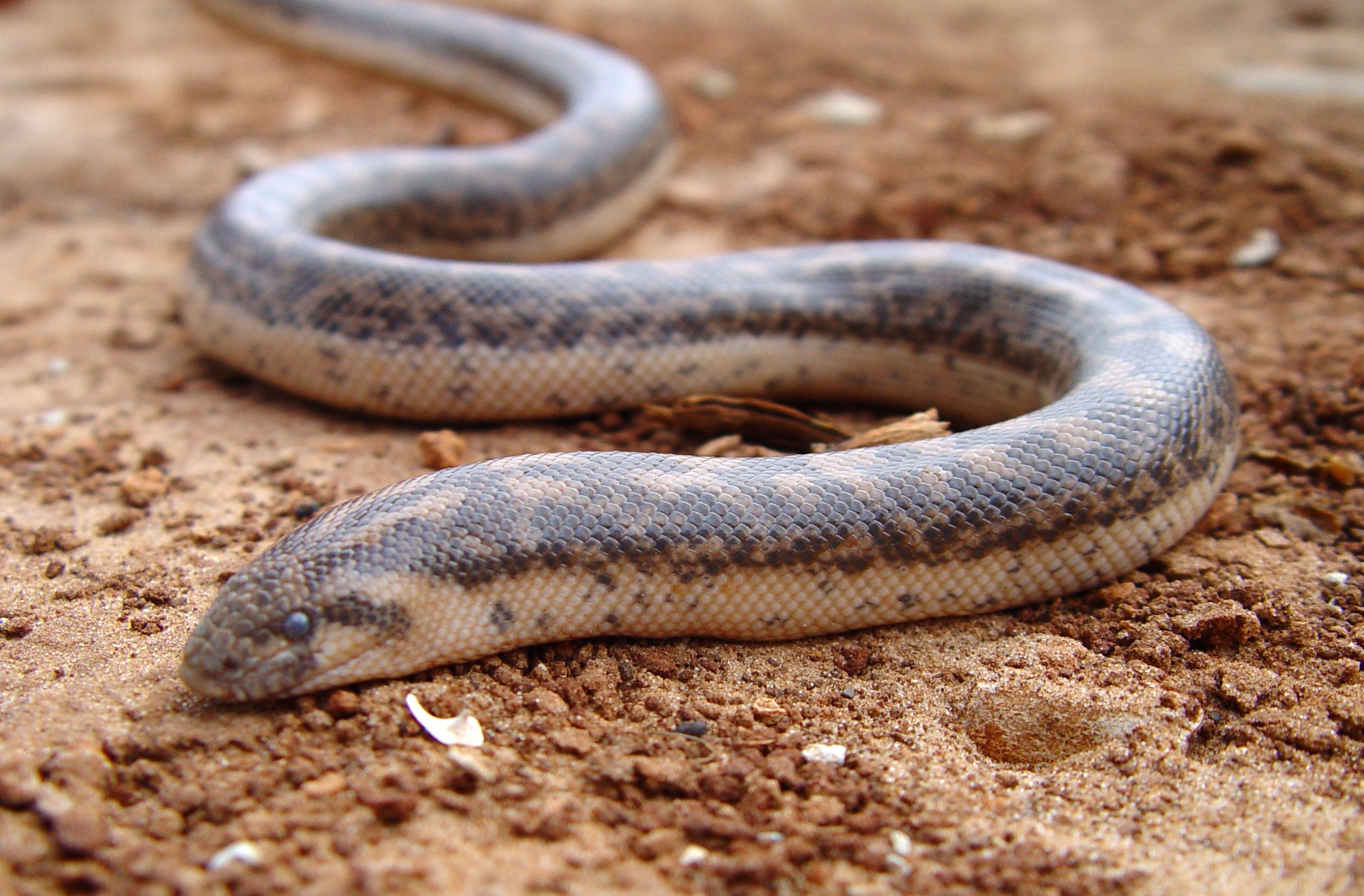 Türkische Sandboa (Eryx jaculus), typisches Aussehen der Art