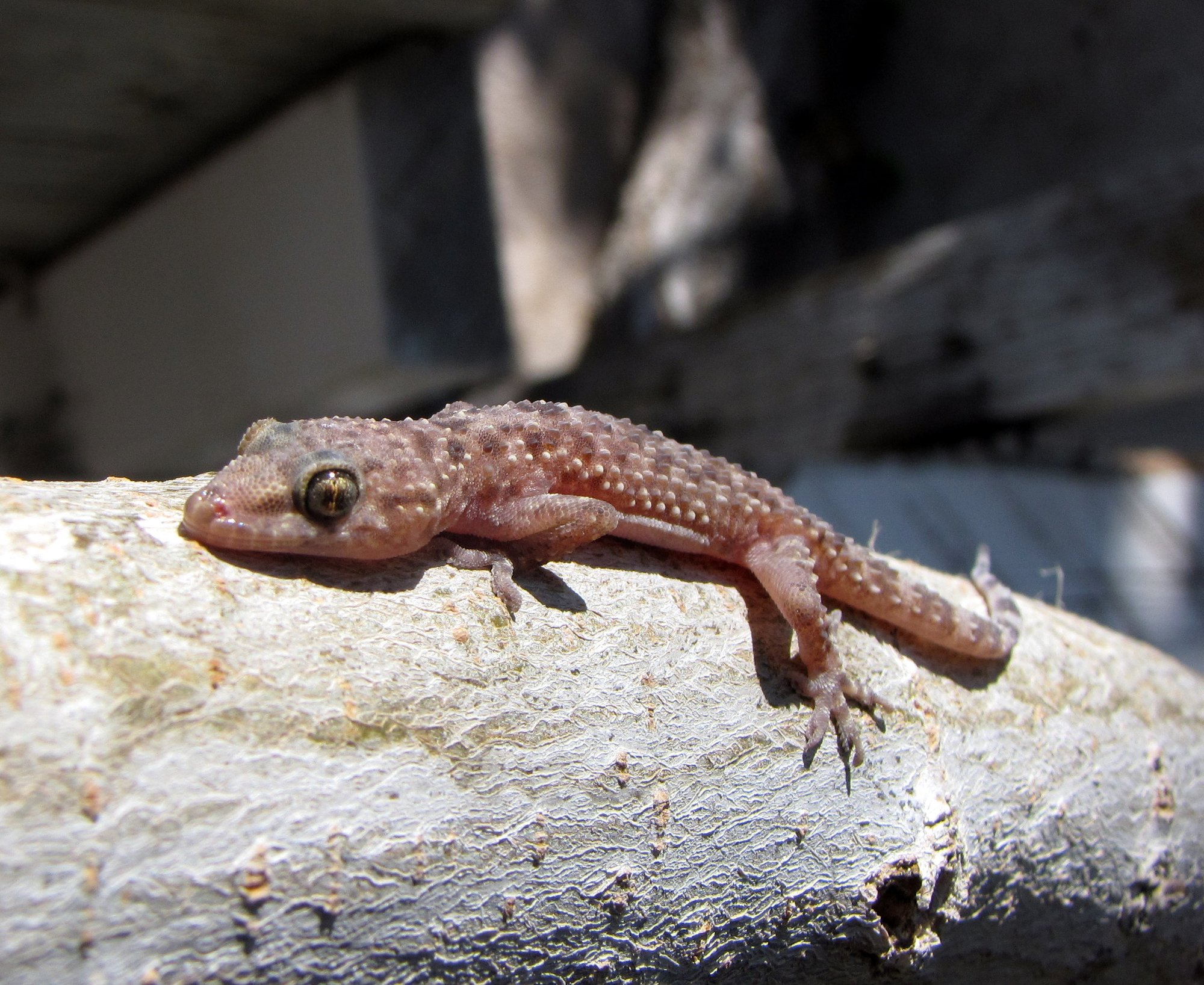 Türkischer Hausgecko (Hemidactylus turcicus), typisches Aussehen der Art