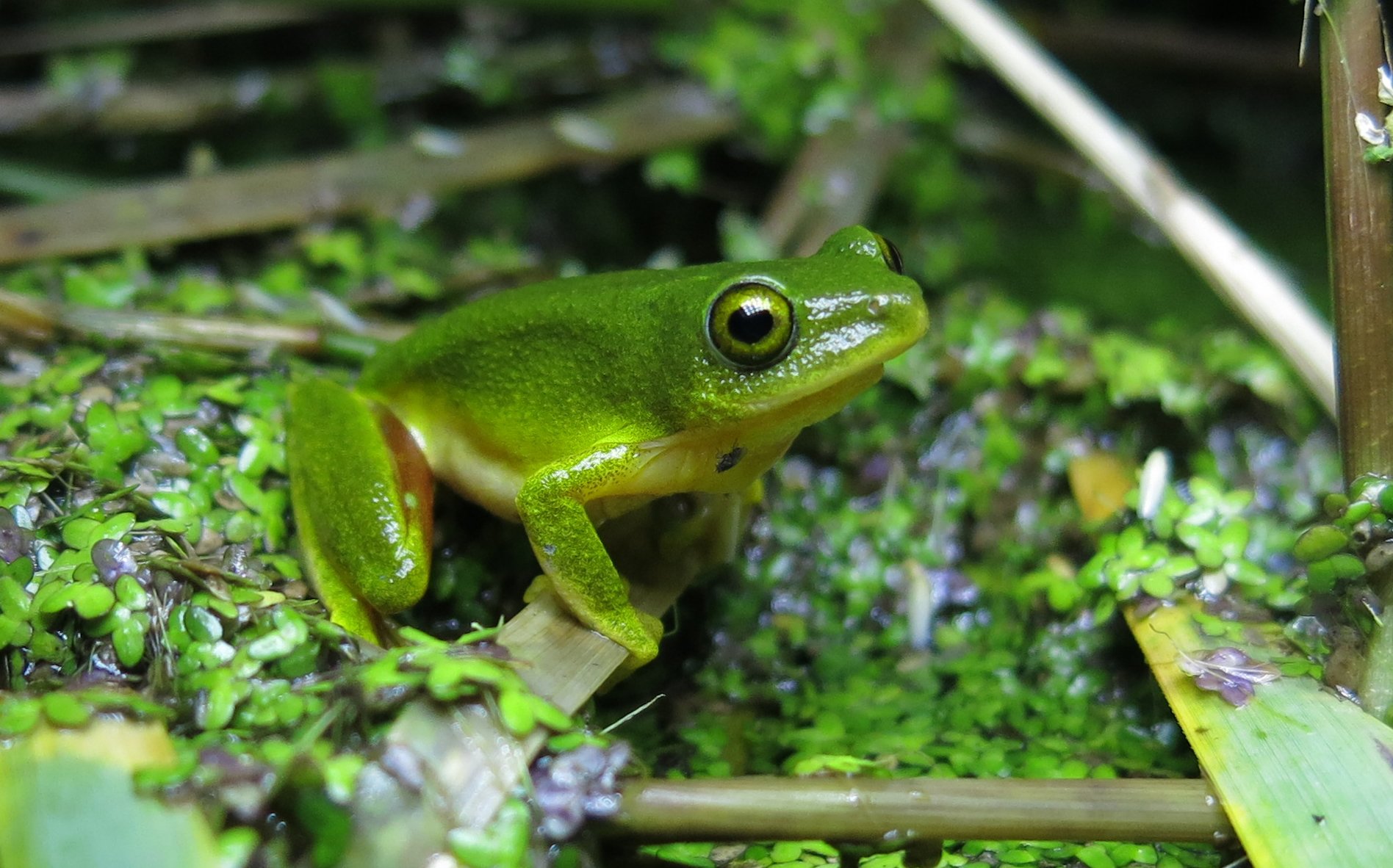Tüpfel-Riedfrosch (Hyperolius tuberilinguis), typisches Aussehen der Art