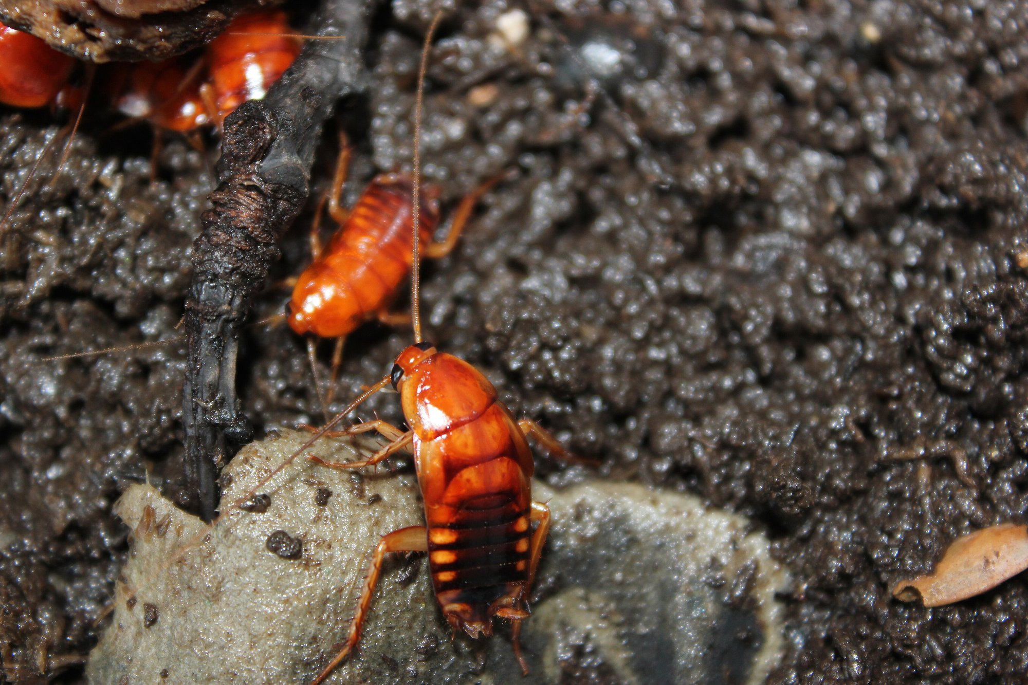 Turkestanschabe (Shelfordella lateralis), typisches Aussehen der Art