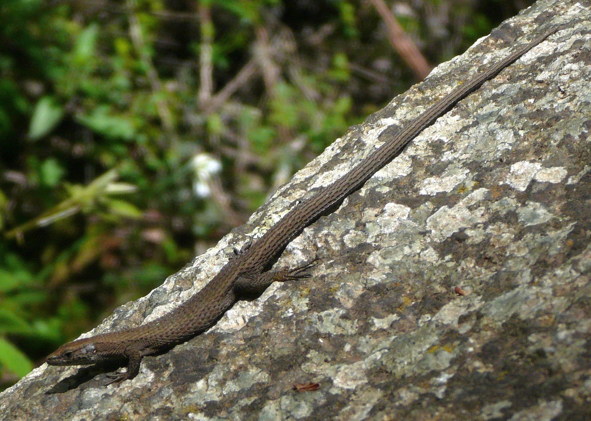 Tyrrhenische Kieleidechse (Algyroides fitzingeri), typisches Aussehen der Art