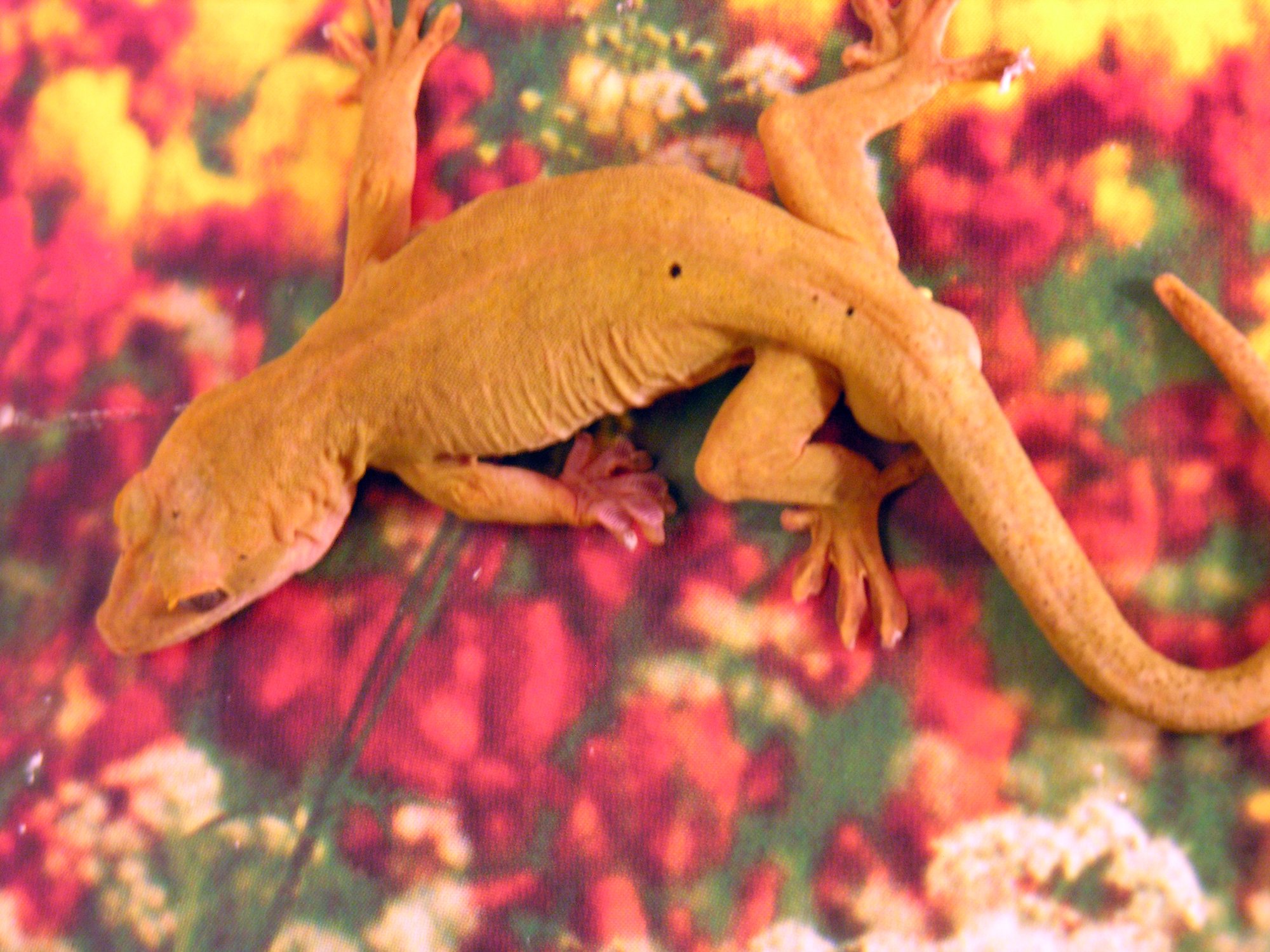 Ulikovskys Gecko (Gekko ulikovskii), typisches Aussehen der Art