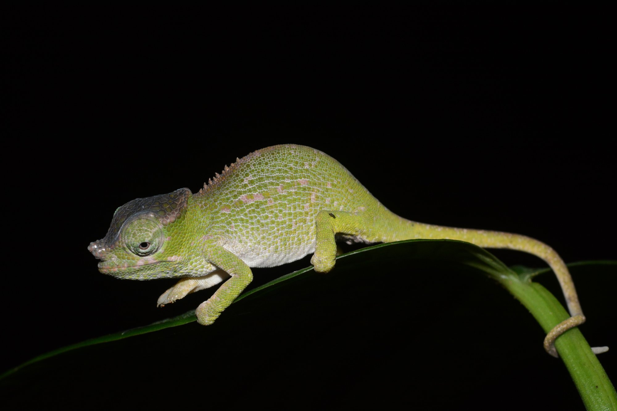 Uluguru-Chamäleon (Kinyongia uluguruensis), typisches Aussehen der Art