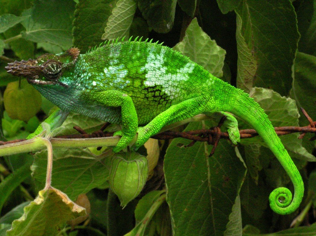 Usambara-Zweihornchamäleon (Kinyongia multituberculata), typisches Aussehen der Art