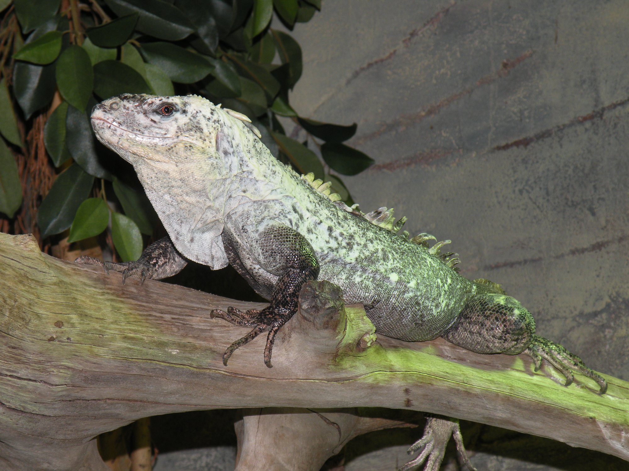 Utila-Schwarzleguan (Ctenosaura bakeri), typisches Aussehen der Art