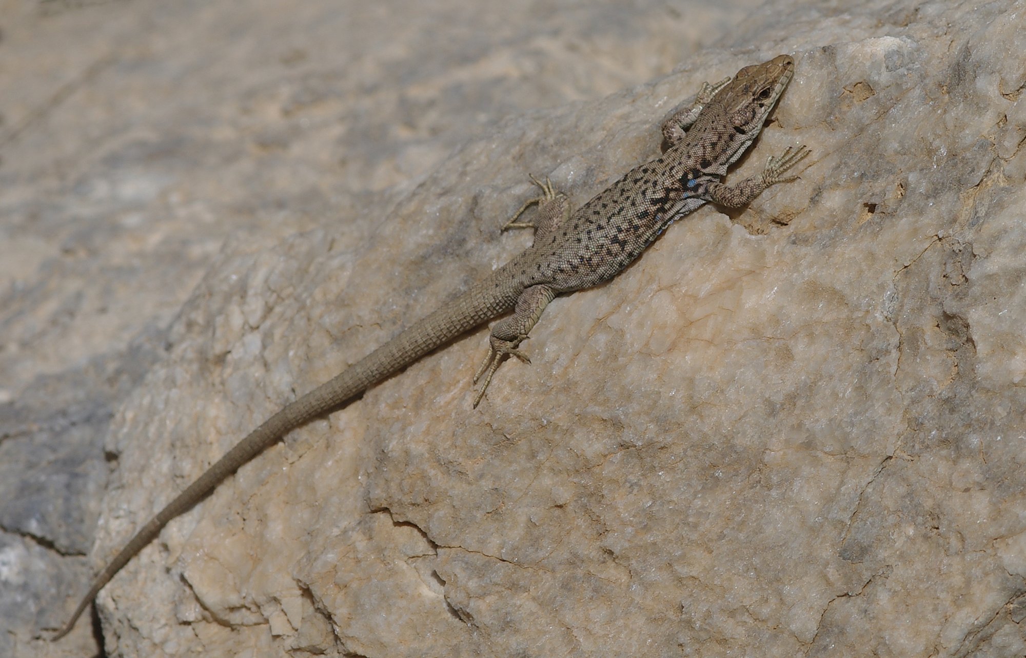 Valentins Felseidechse (Darevskia valentini), typisches Aussehen der Art
