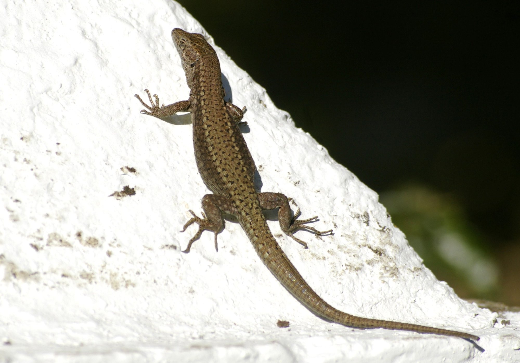 Vauchers Mauereidechse (Podarcis vaucheri), typisches Aussehen der Art