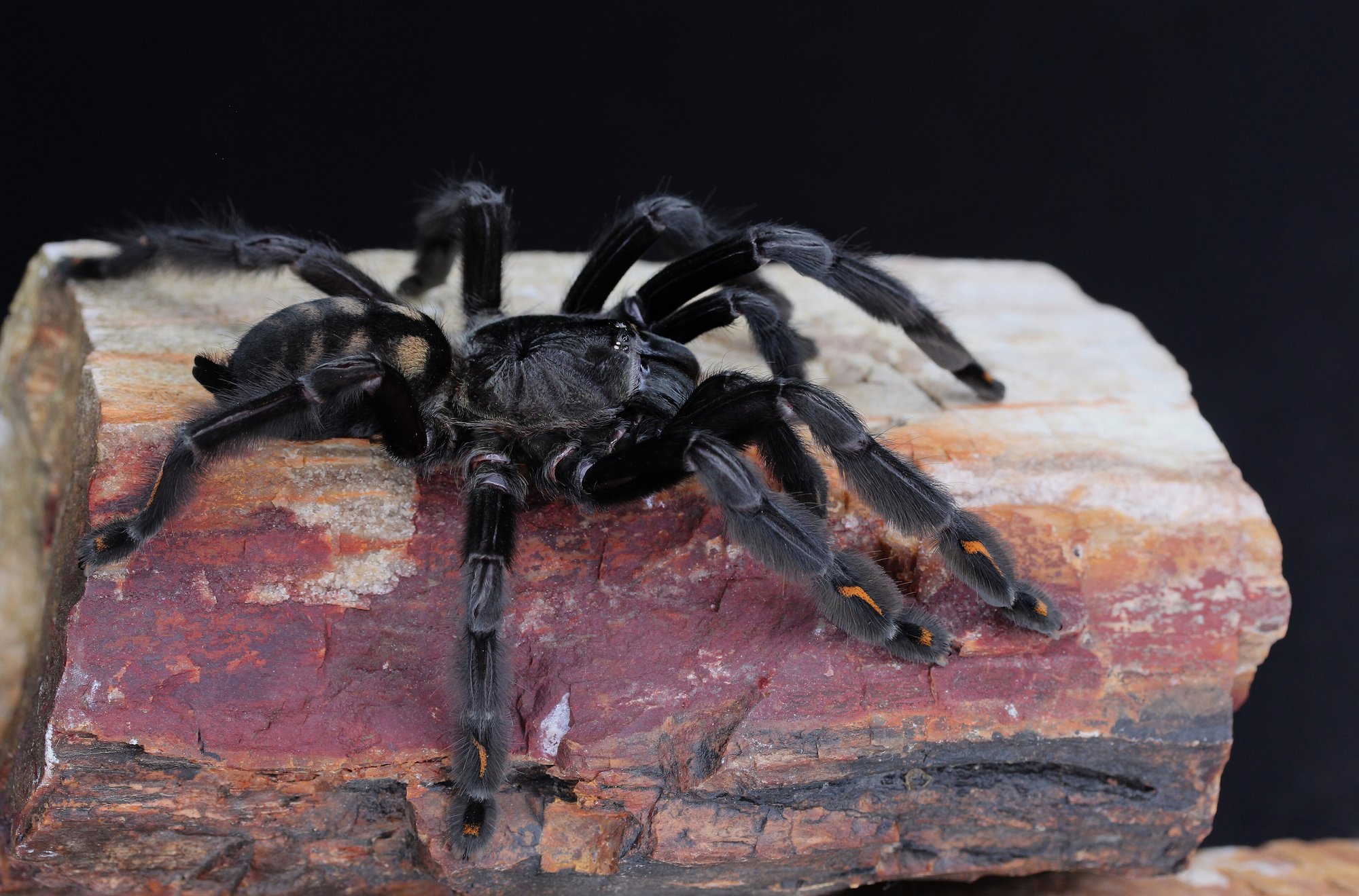 Venezolanische Sonnen-Vogelspinne (Psalmopoeus irminia), typisches Aussehen der Art