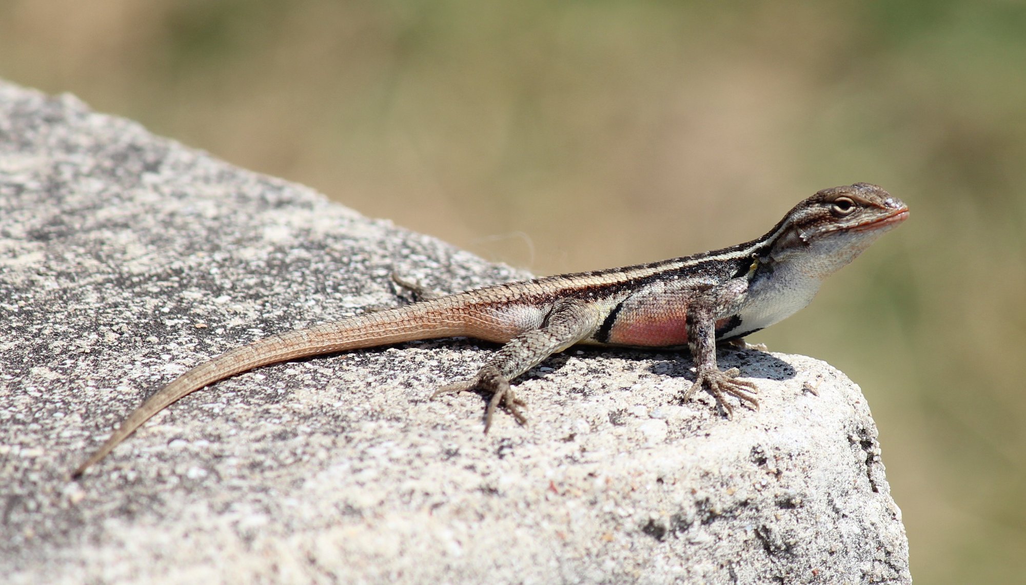 Veränderlicher Stachelleguan (Sceloporus variabilis), typisches Aussehen der Art