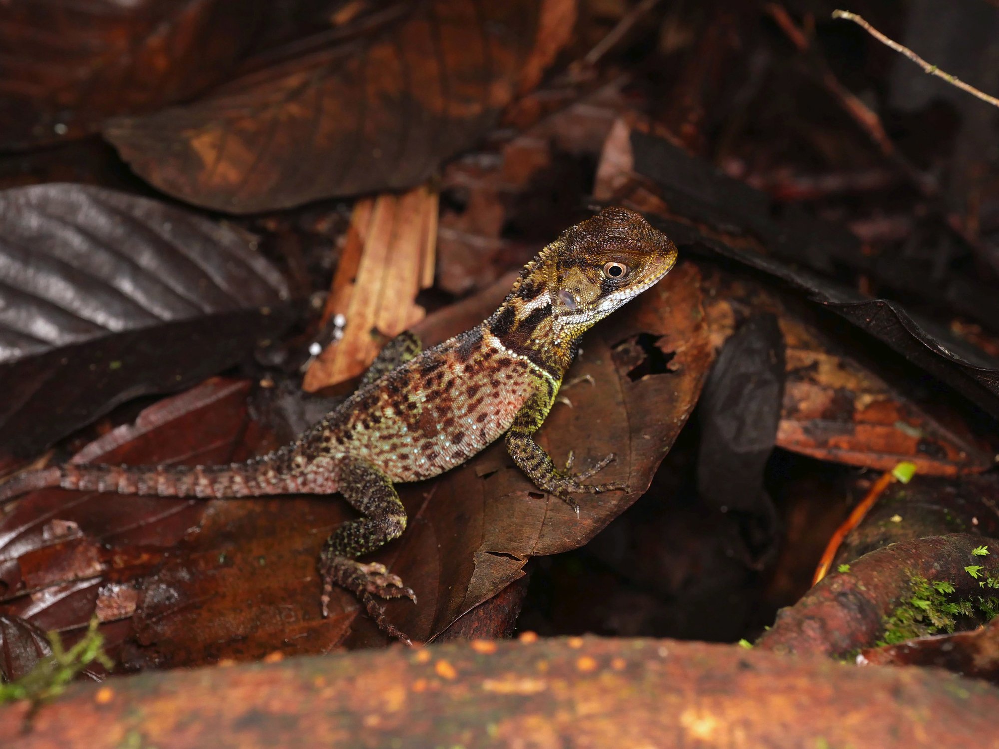 Verschiedenschuppiger Holzleguan (Enyalioides heterolepis), typisches Aussehen der Art