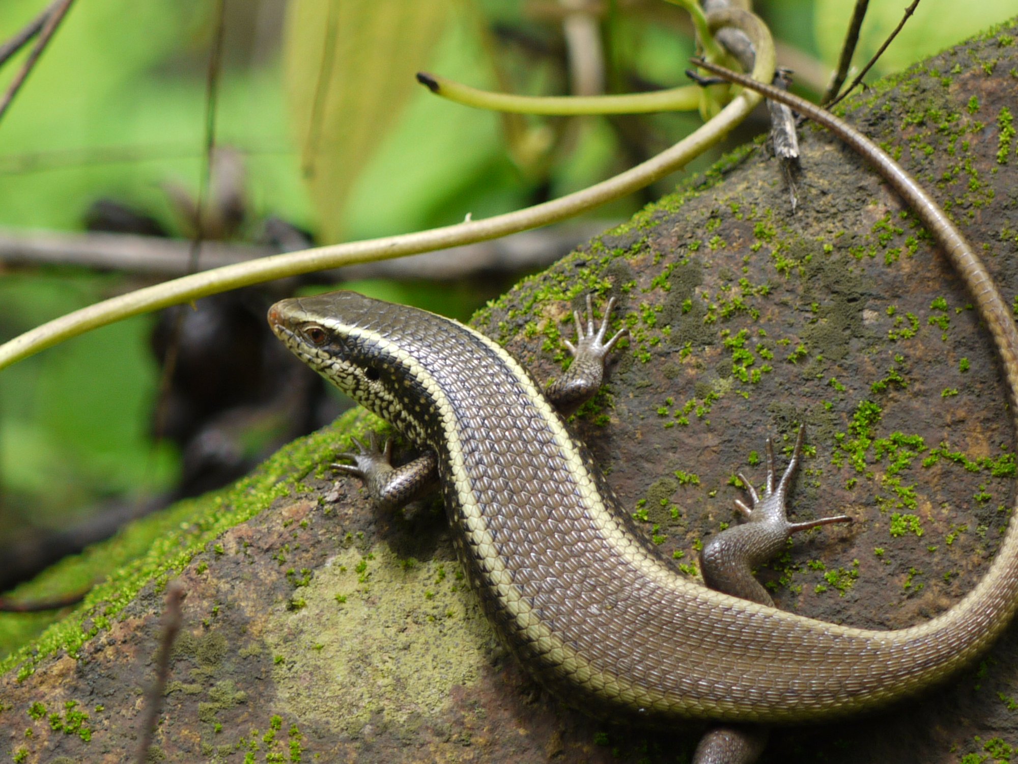 Vielkiel-Glanzskink (Eutropis carinata), typisches Aussehen der Art