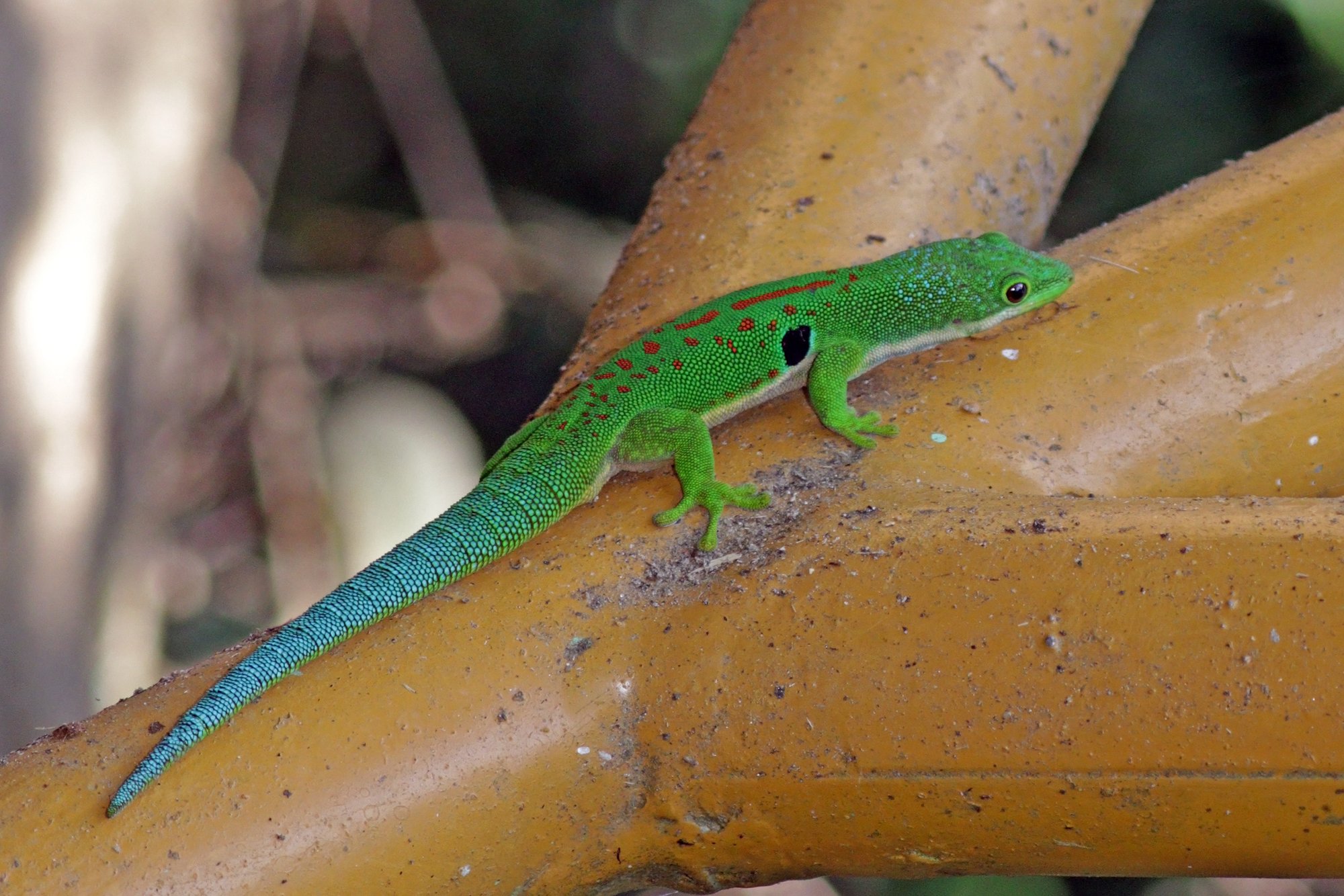 Vierfleck-Taggecko (Phelsuma quadriocellata), typisches Aussehen der Art