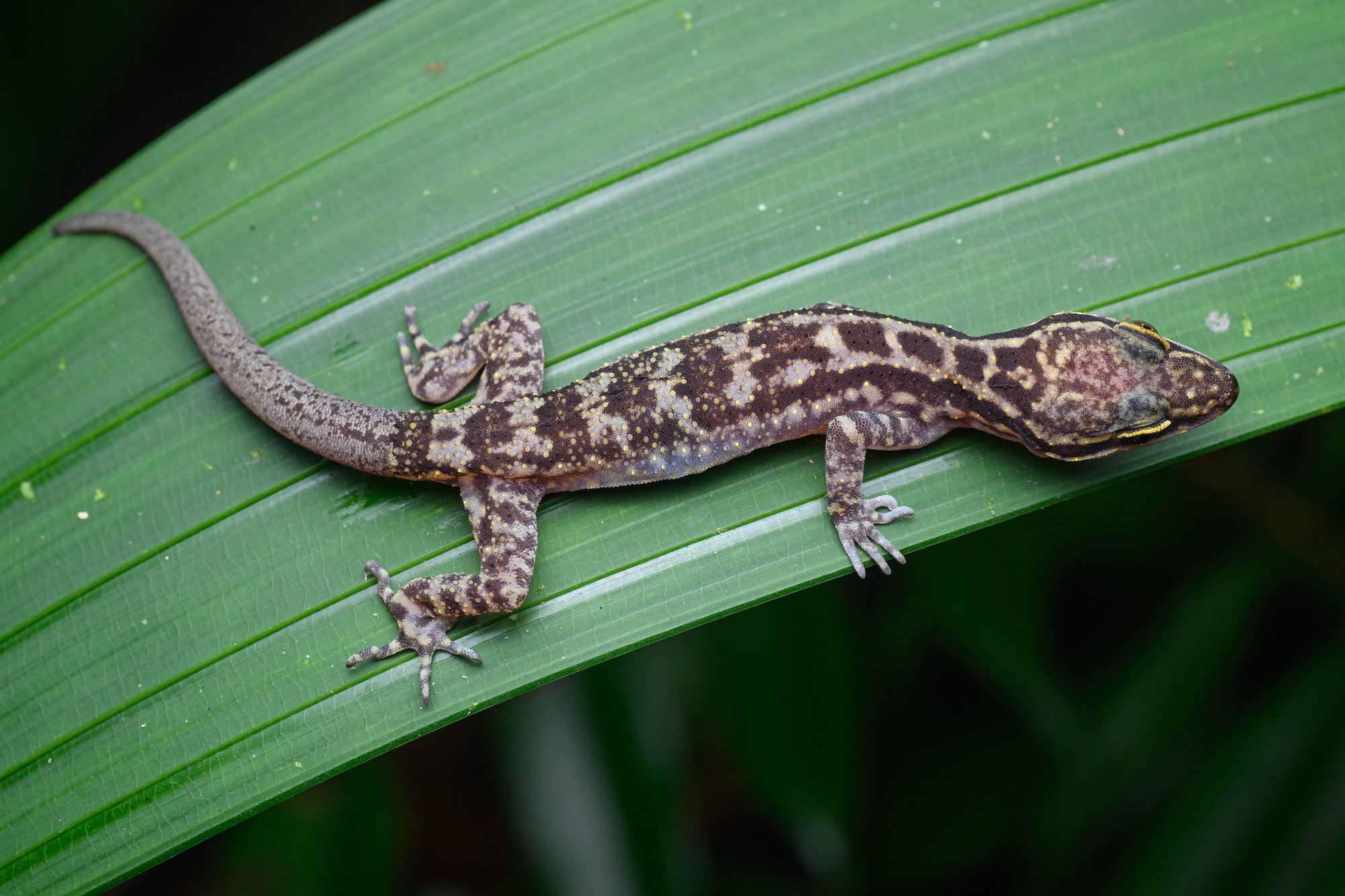 Vierstreifen-Bogenfingergecko (Cyrtodactylus quadrivirgatus), typisches Aussehen der Art