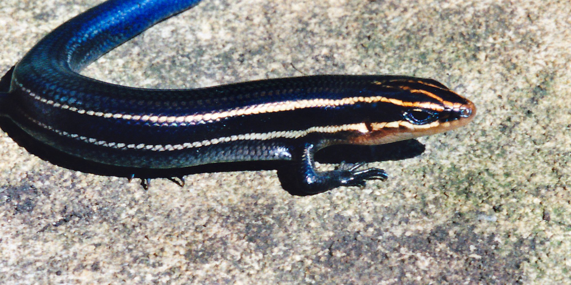 Vierstreifen-Skink (Plestiodon tetragrammus), typisches Aussehen der Art
