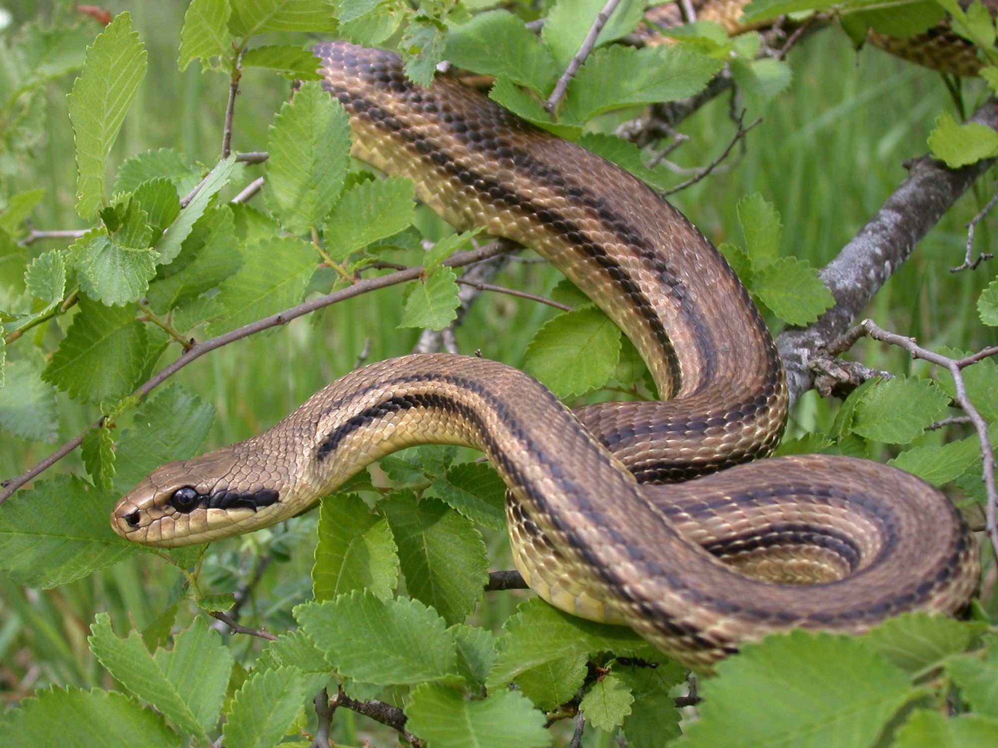 Vierstreifennatter (Elaphe quatuorlineata), typisches Aussehen der Art