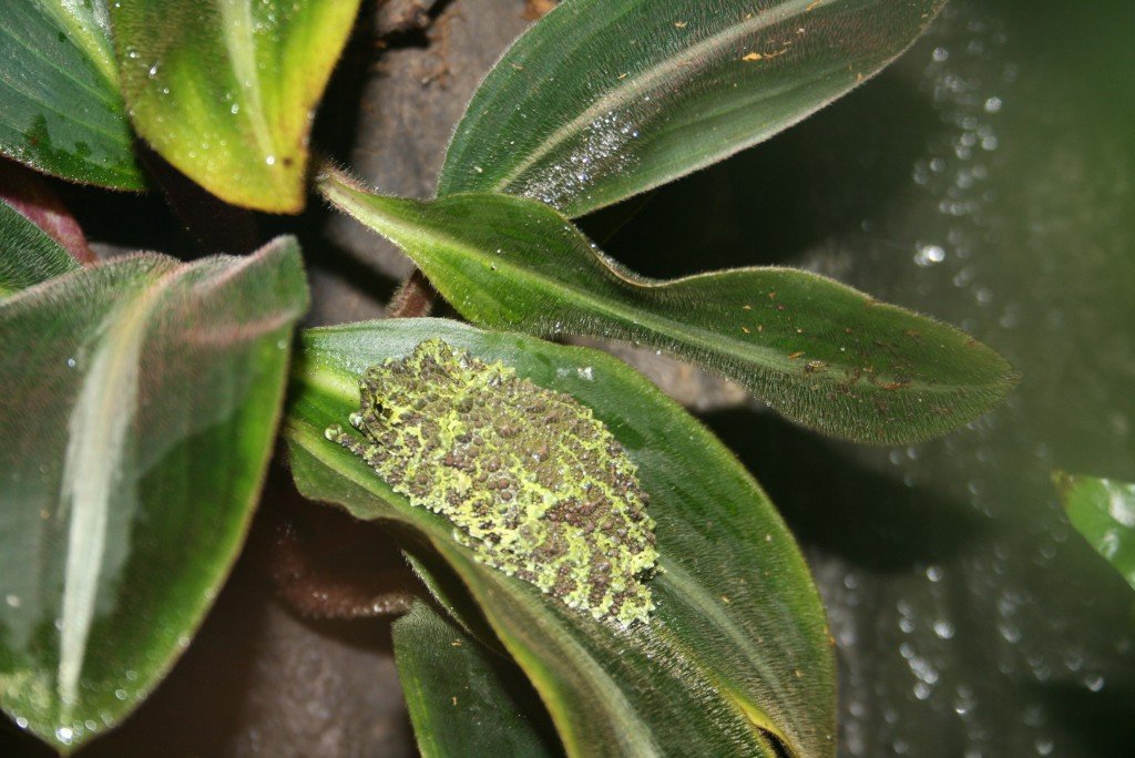 Vietnamesischer Moosfrosch (Theloderma corticale), typisches Aussehen der Art