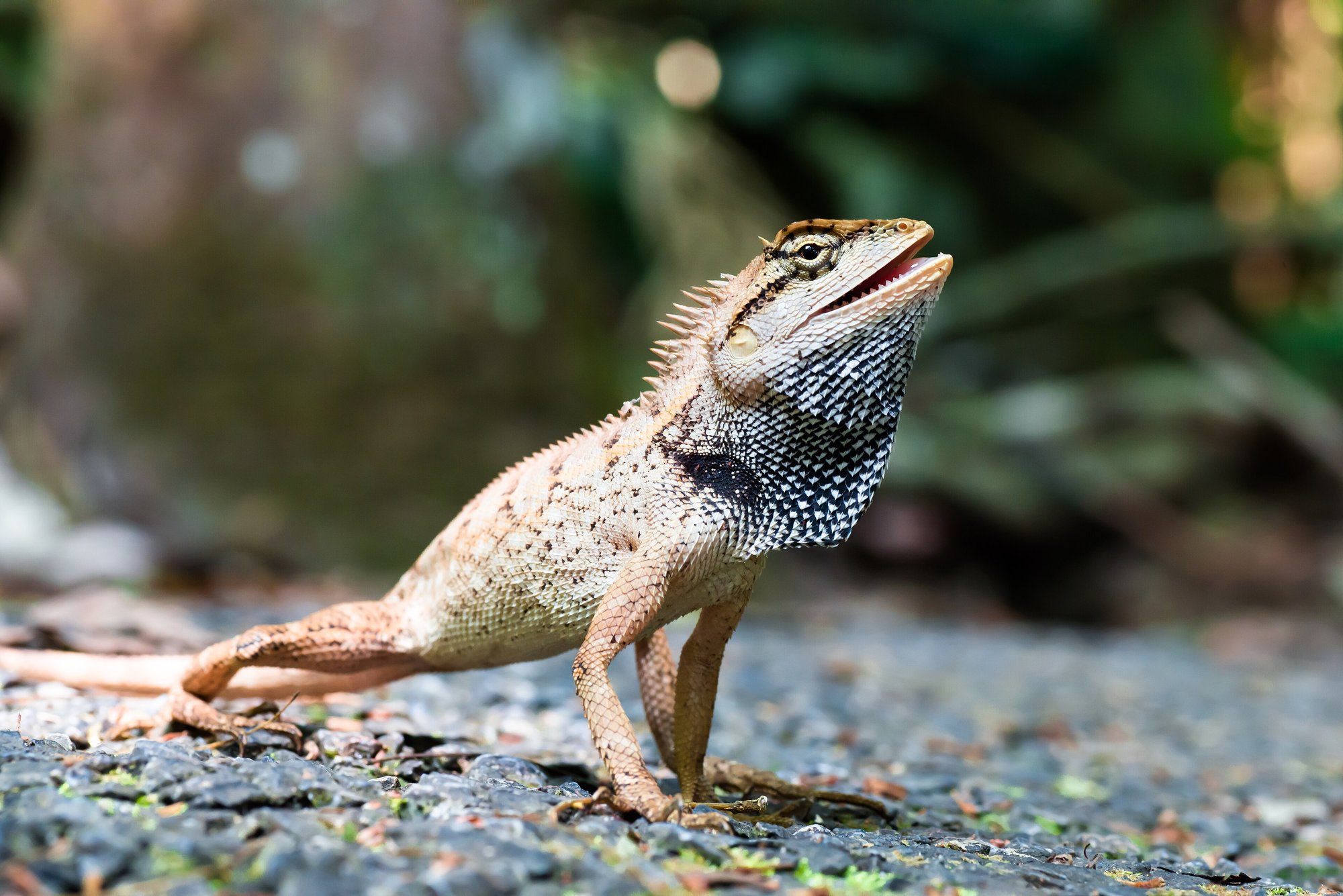Wald-Schönechse (Calotes emma), typisches Aussehen der Art