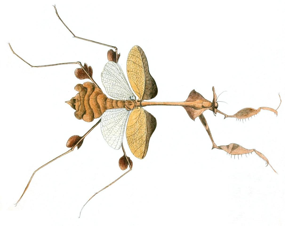 Wandelnde Geige (Gongylus gongylodes), typisches Aussehen der Art