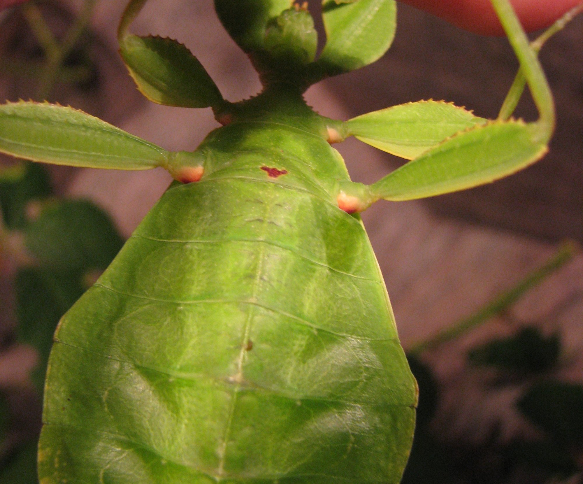 Wandelndes Blatt (Phyllium philippinicum), typisches Aussehen der Art
