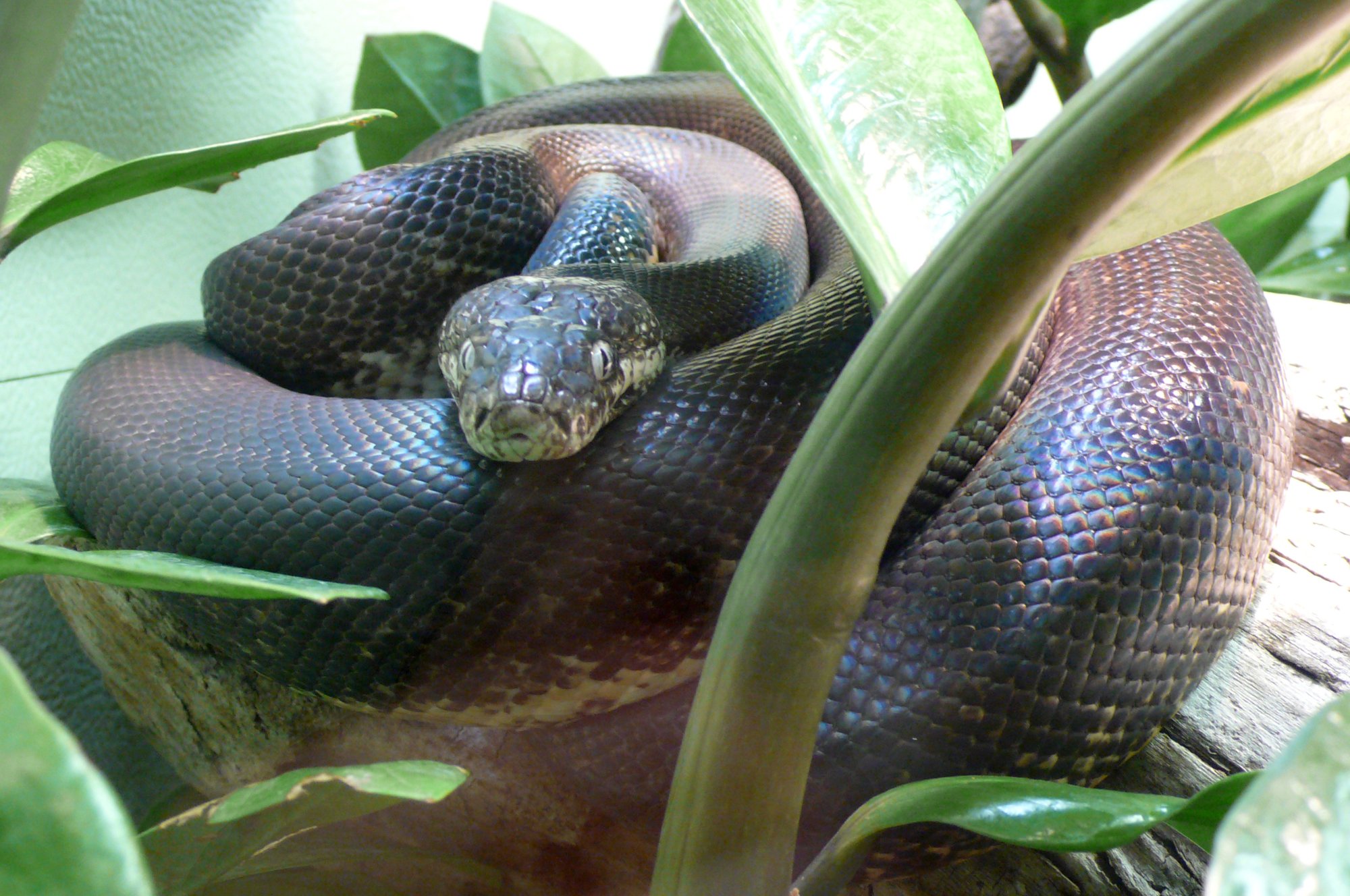 Wassermonitpython (Liasis mackloti), typisches Aussehen der Art