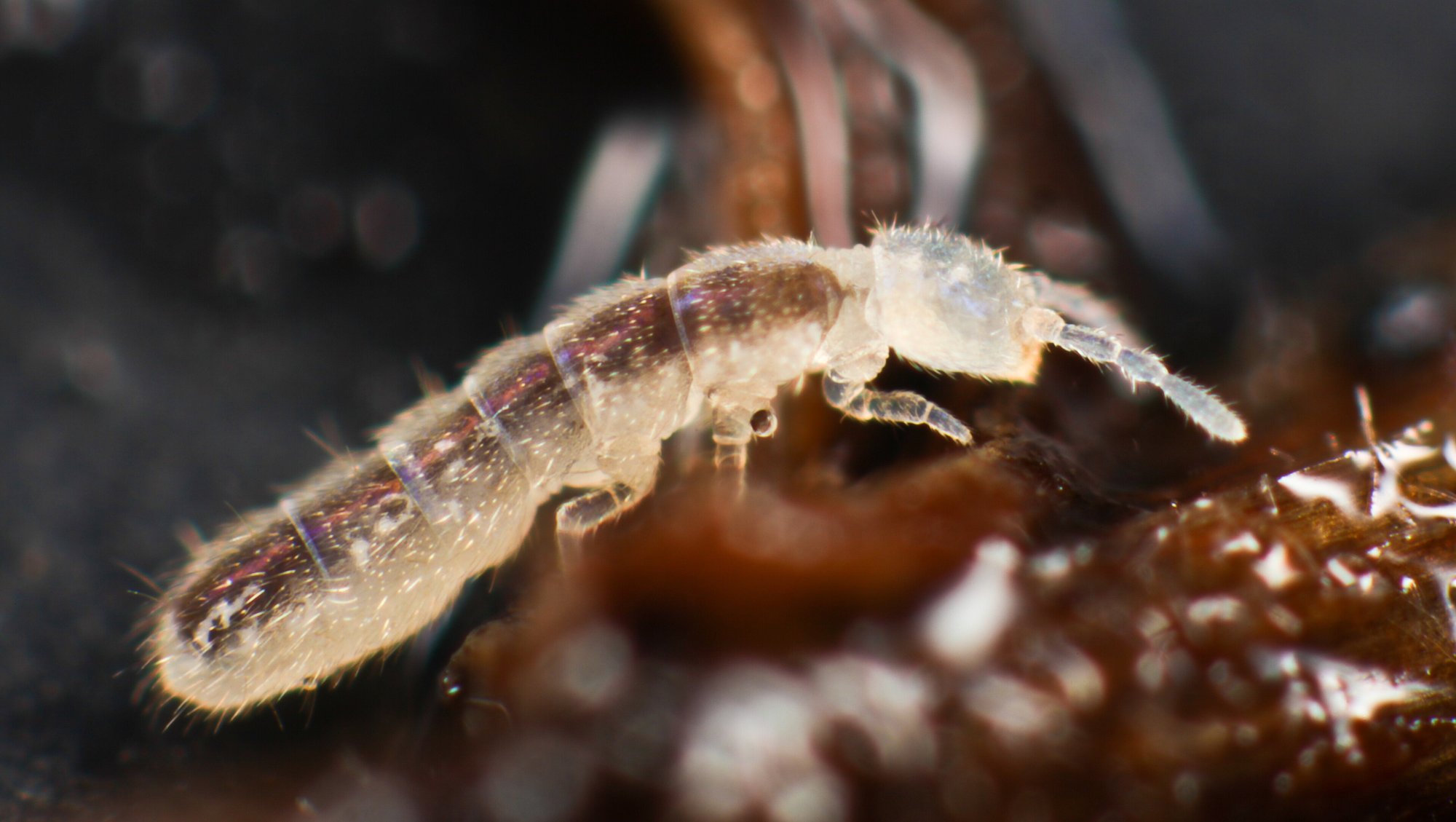Weißer Springschwanz (Folsomia candida), typisches Aussehen der Art